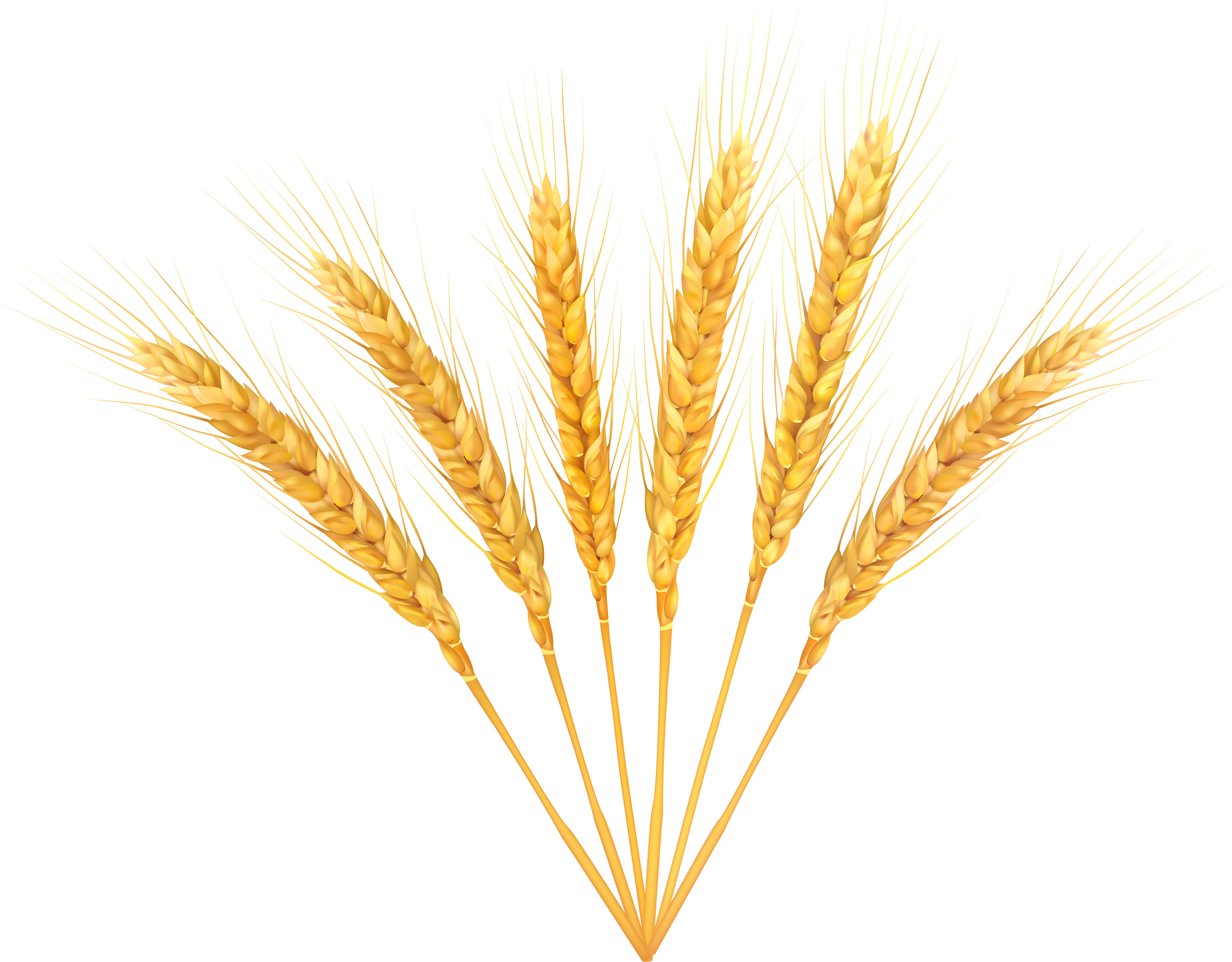 Wheat Decoration PNG Clip Art Image​ | Gallery Yopriceville - High-Quality  Free Images and Transparent PNG Clipart
