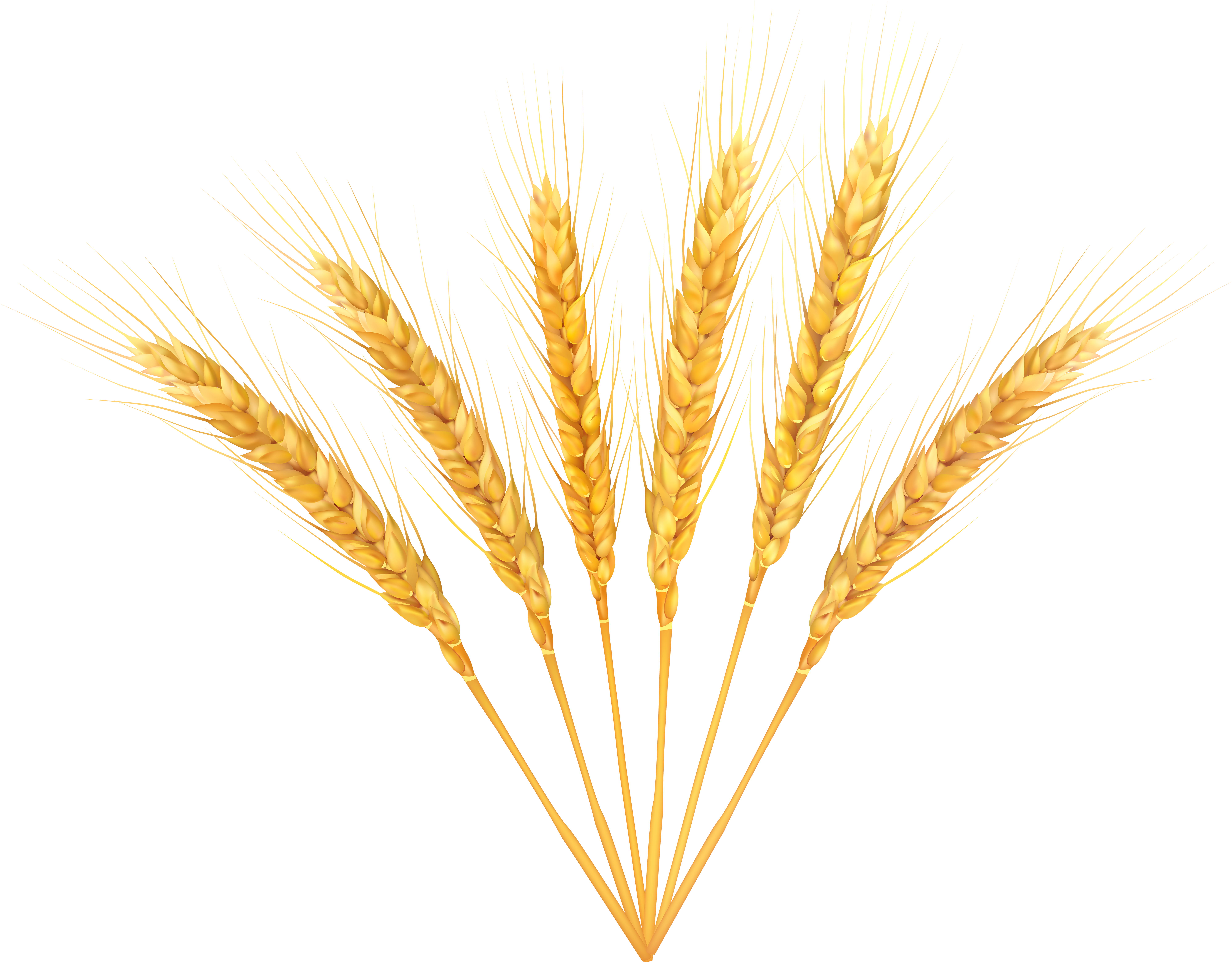 Wheat Decoration PNG Clip Art Image​ | Gallery Yopriceville - High-Quality Free Images and Transparent PNG Clipart Wheat Decoration PNG Clip Art Image​ | Gallery Yopriceville - High-Quality Free Images and Transparent PNG Clipart