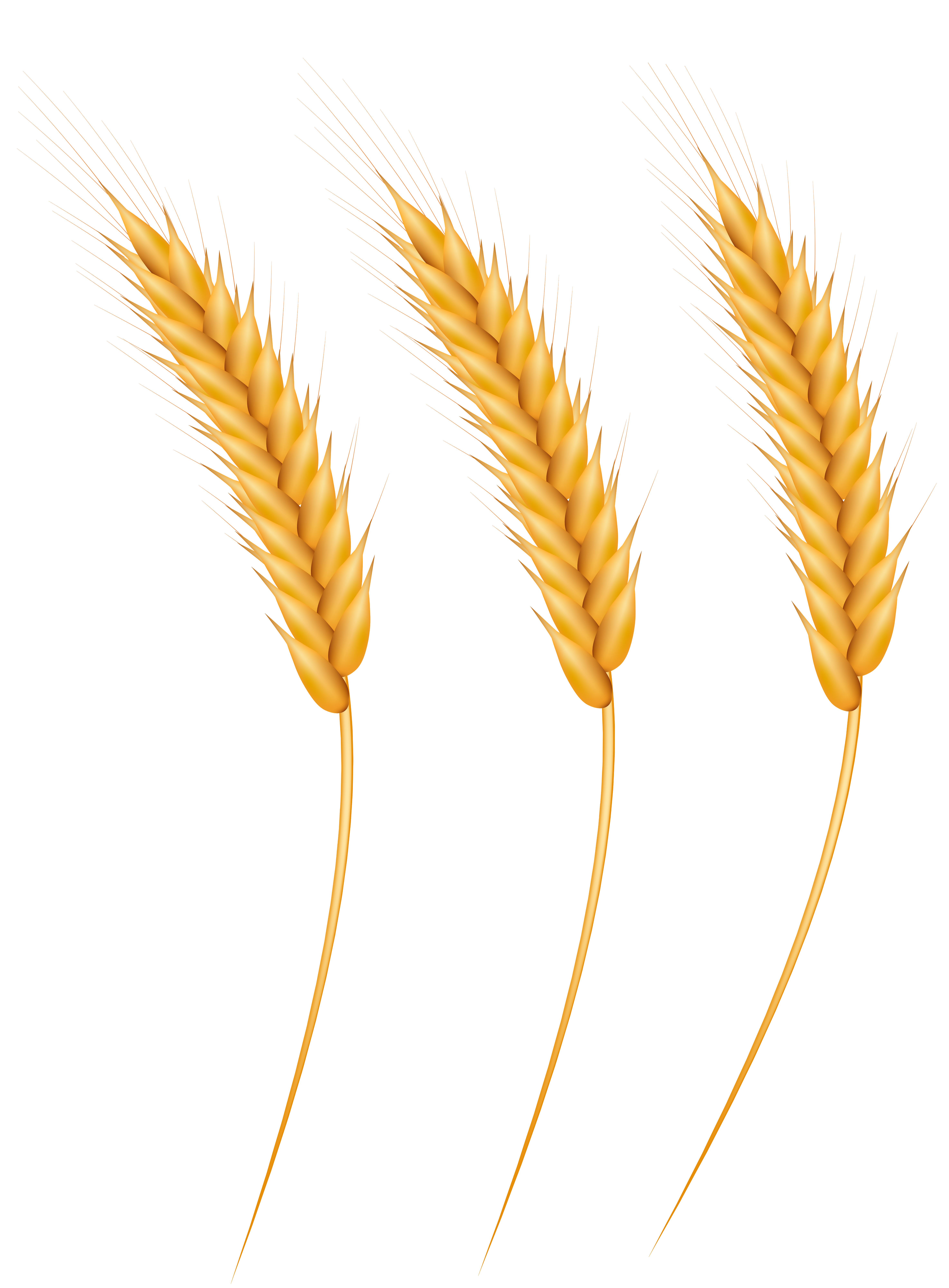 Wheat Grains PNG Clip Art Image | Gallery Yopriceville - High-Quality