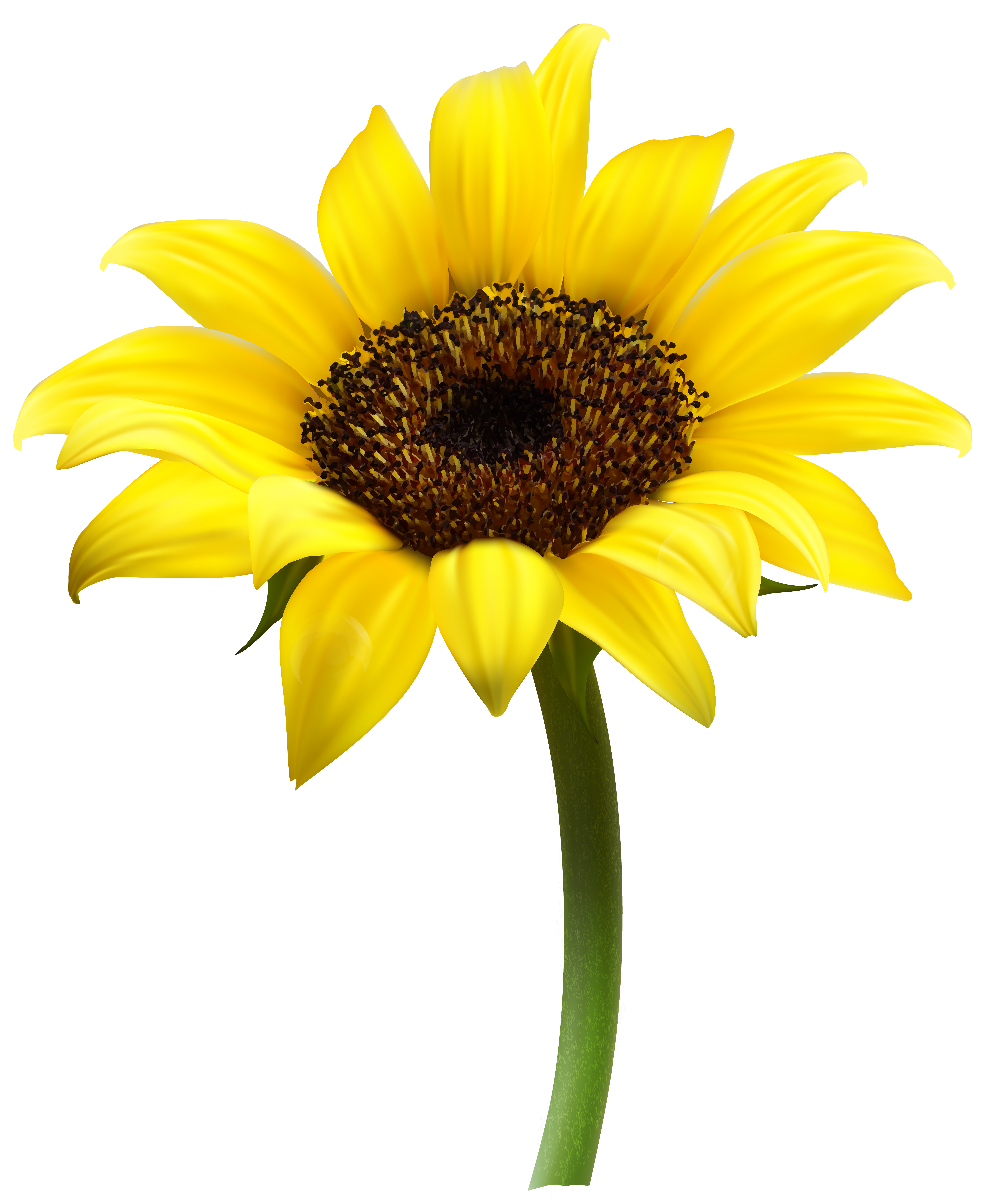 Beautiful Sunflower Transparent PNG Clip Art Image ...