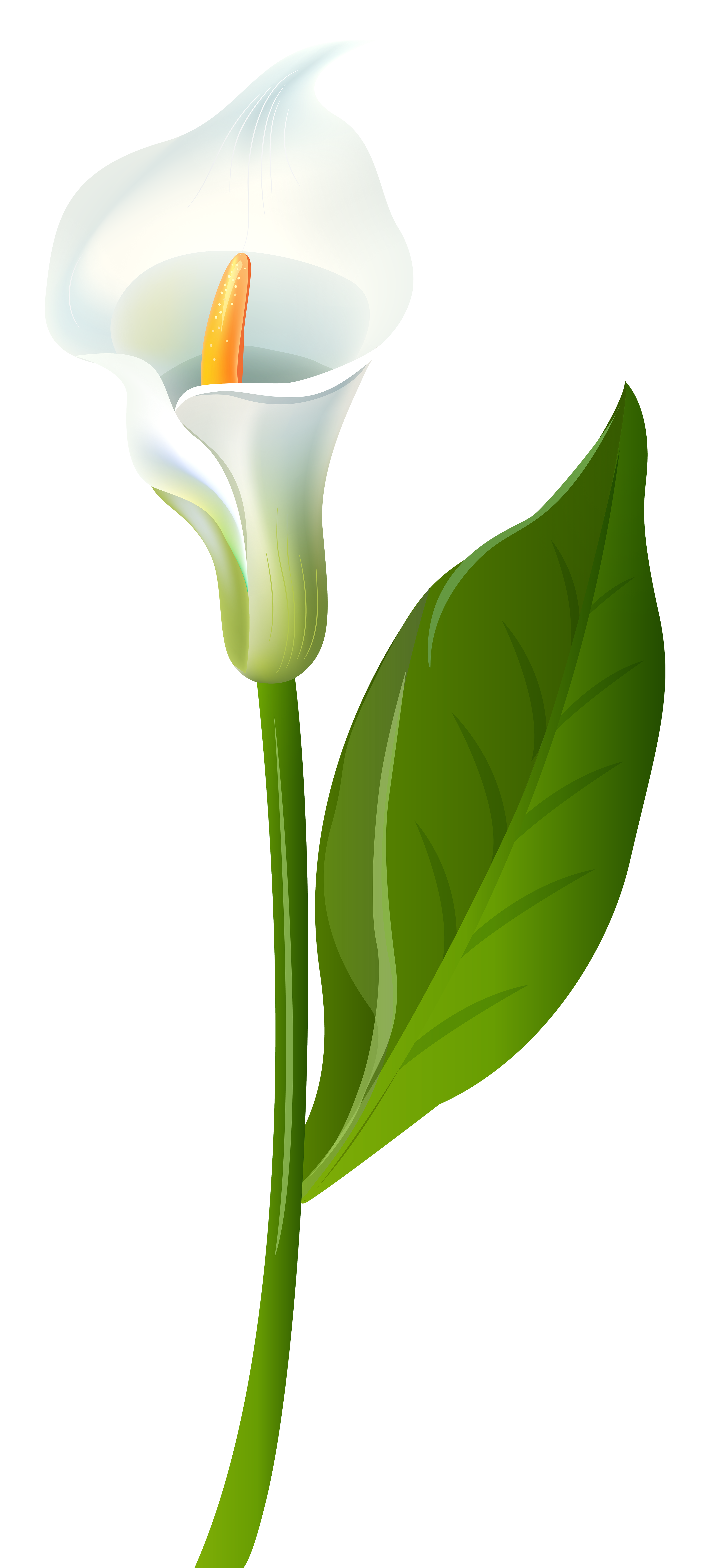 calla lily transparent png clip art image gallery white christmas branches