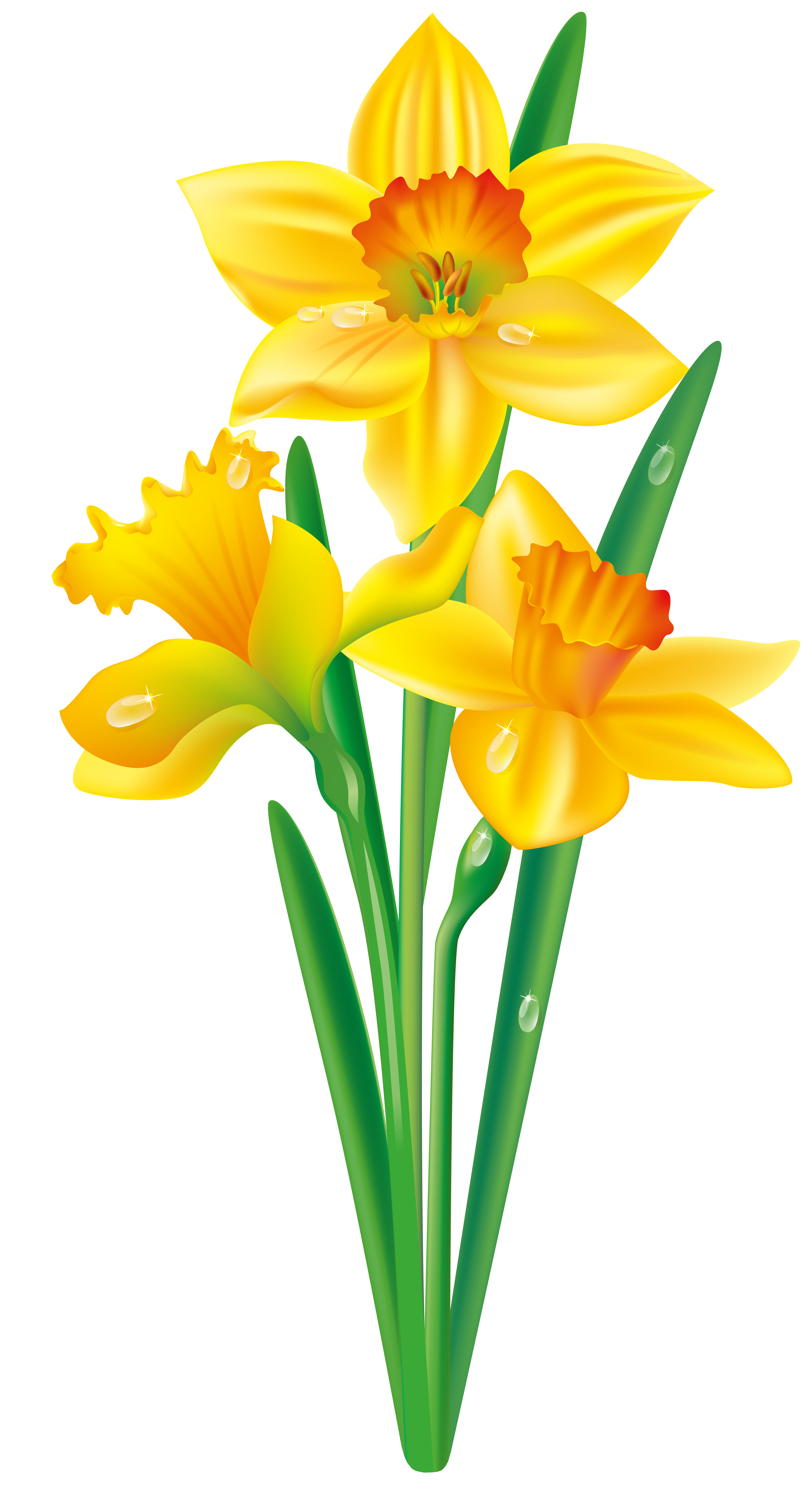daffodil clip art no background
