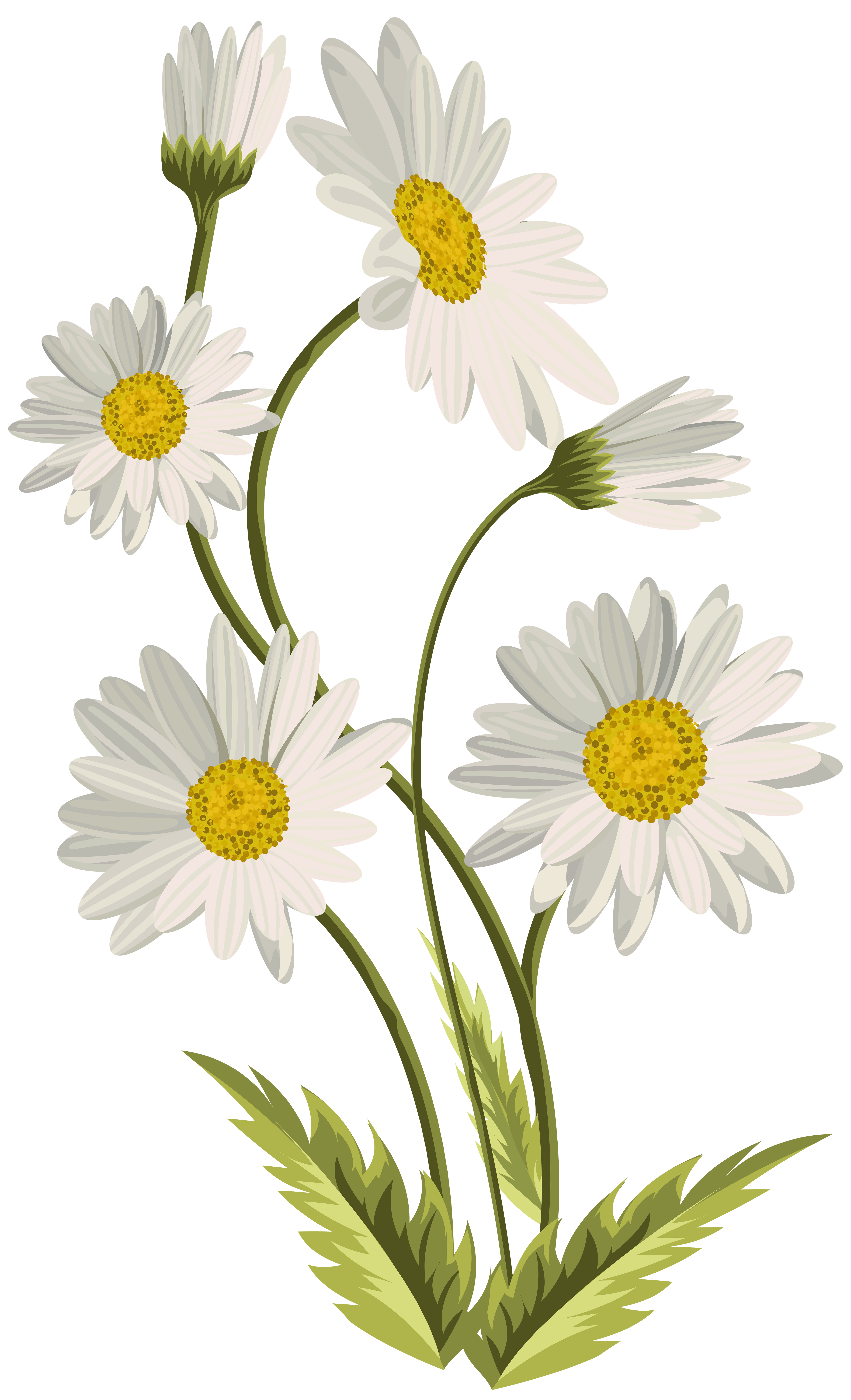 daisy clipart