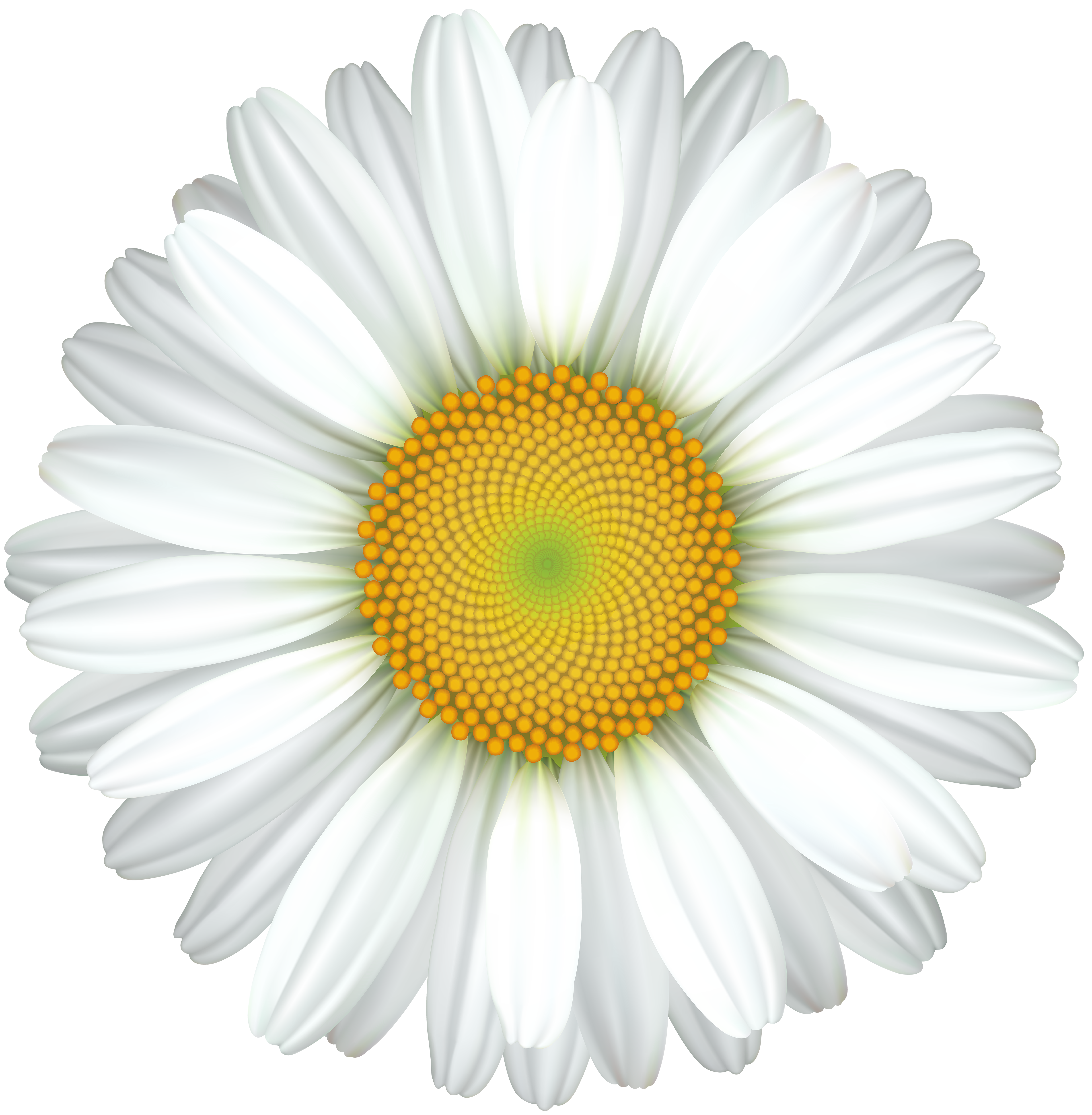 daisy flower transparent clip art image gallery yopriceville high quality images and transparent png free clipart gallery yopriceville