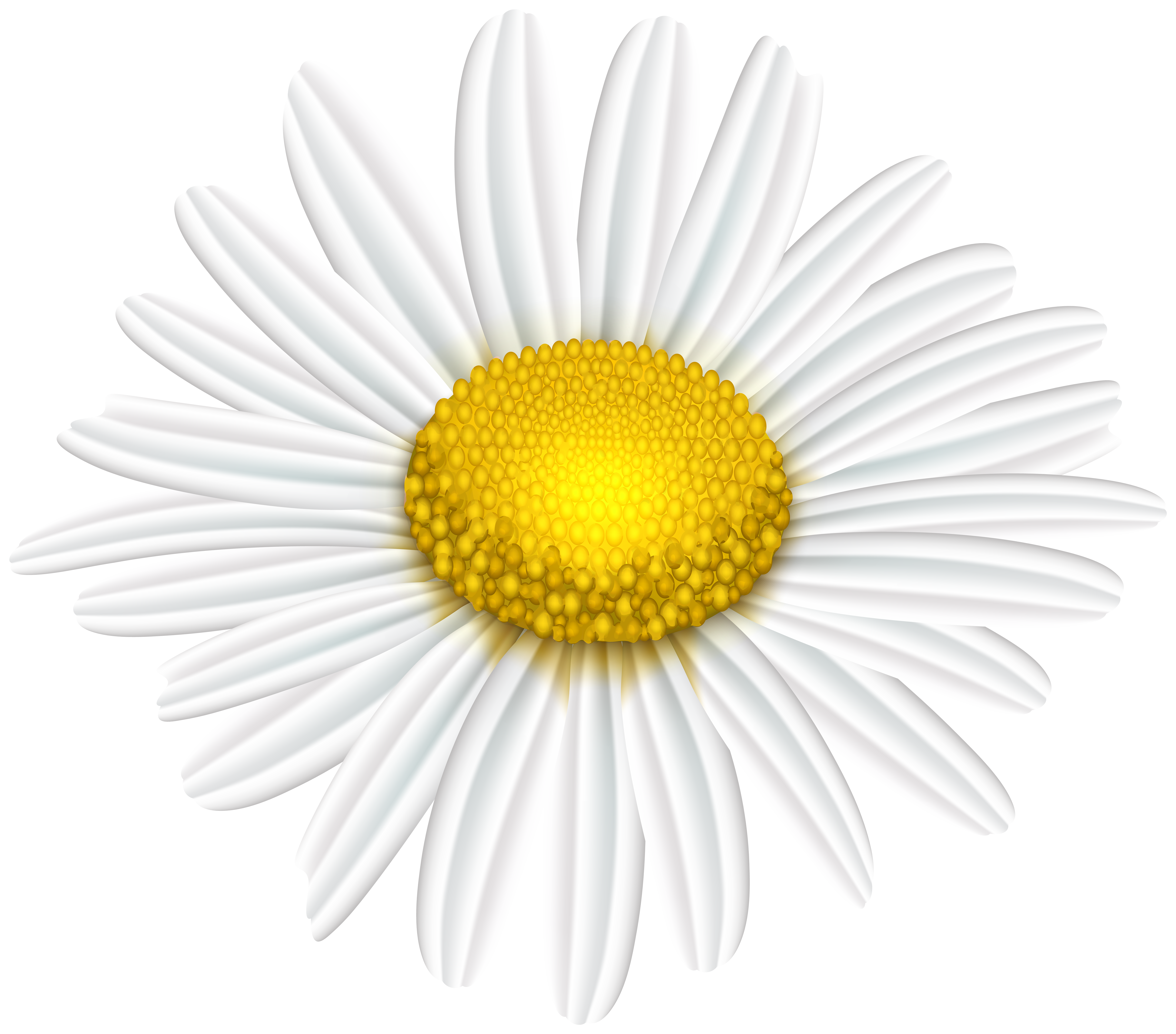 daisy flower transparent image gallery yopriceville high quality images and transparent png free clipart gallery yopriceville