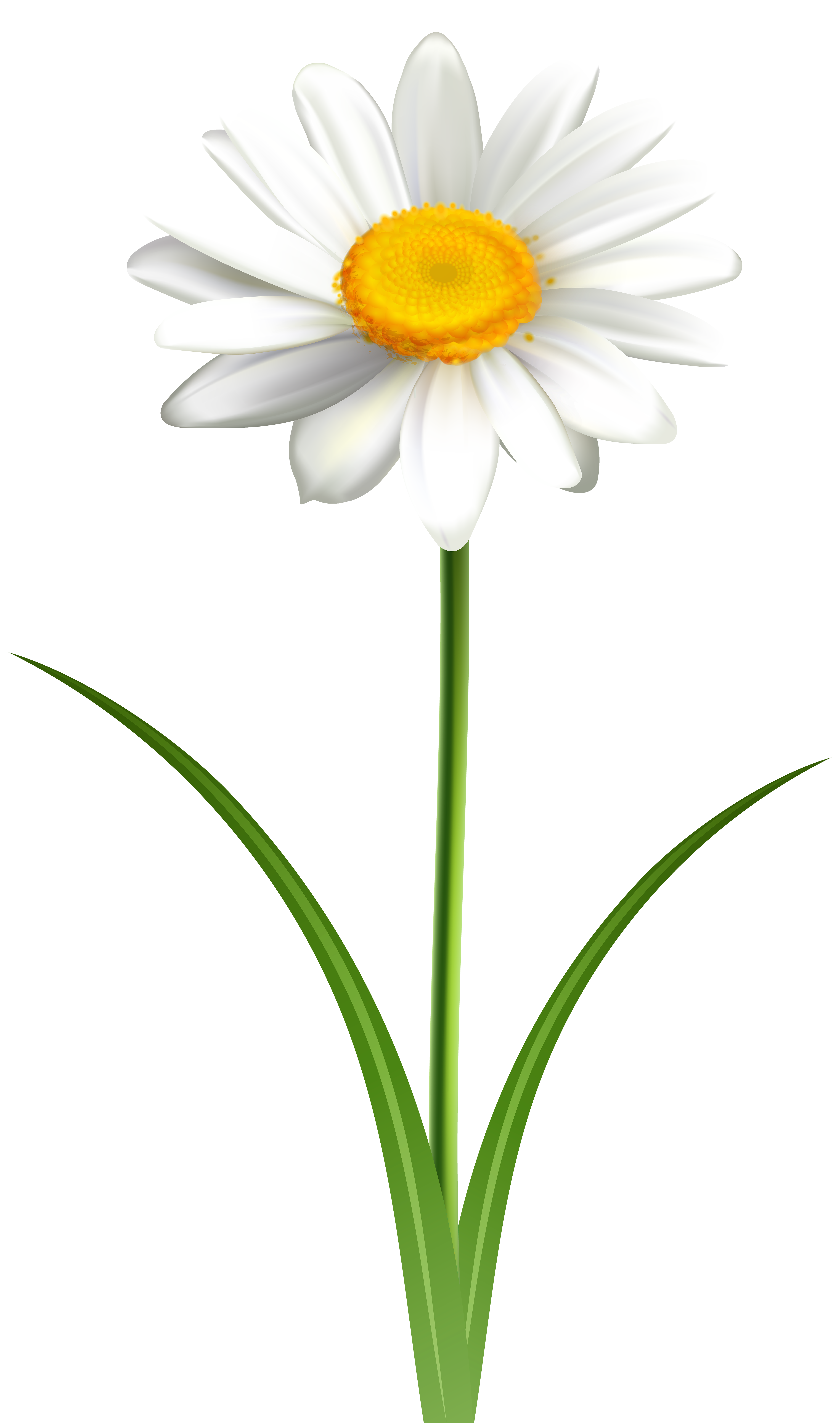 daisy clip art