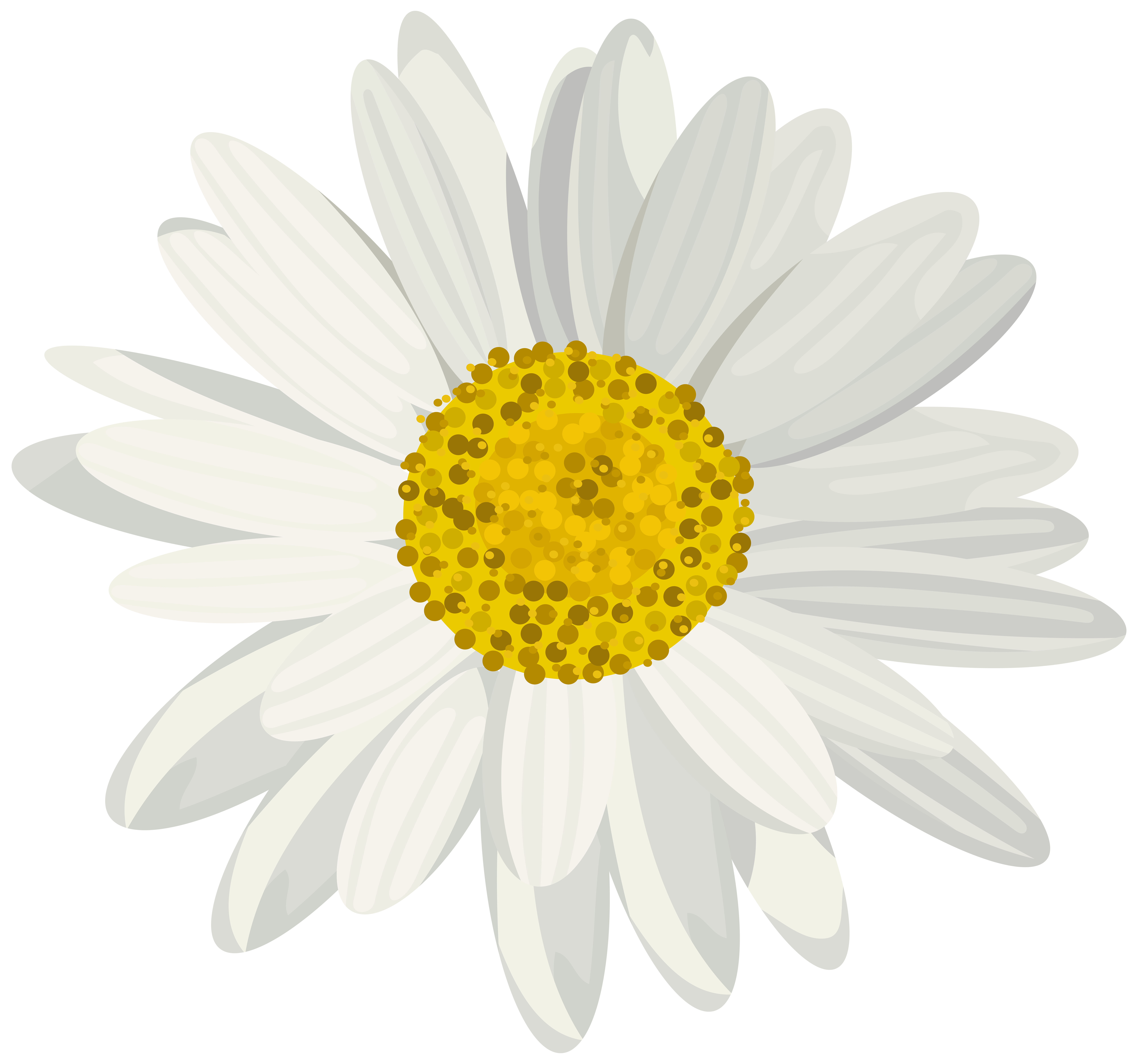 Menakjubkan 22+ Wallpaper Bunga Daisy - Gambar Bunga Indah