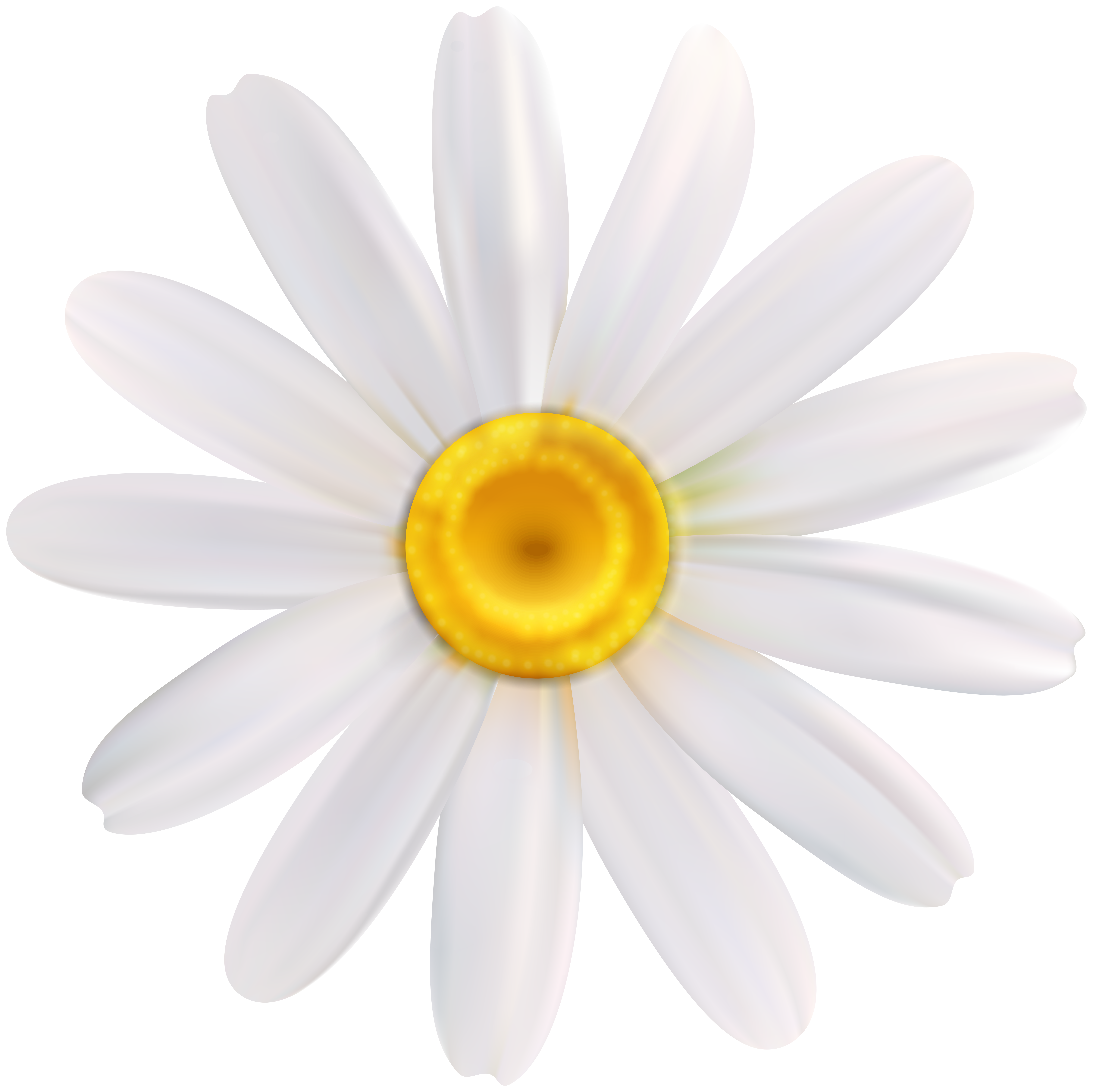 Daisy White Flower PNG Clipart​ | Gallery Yopriceville - High-Quality Free  Images and Transparent PNG Clipart