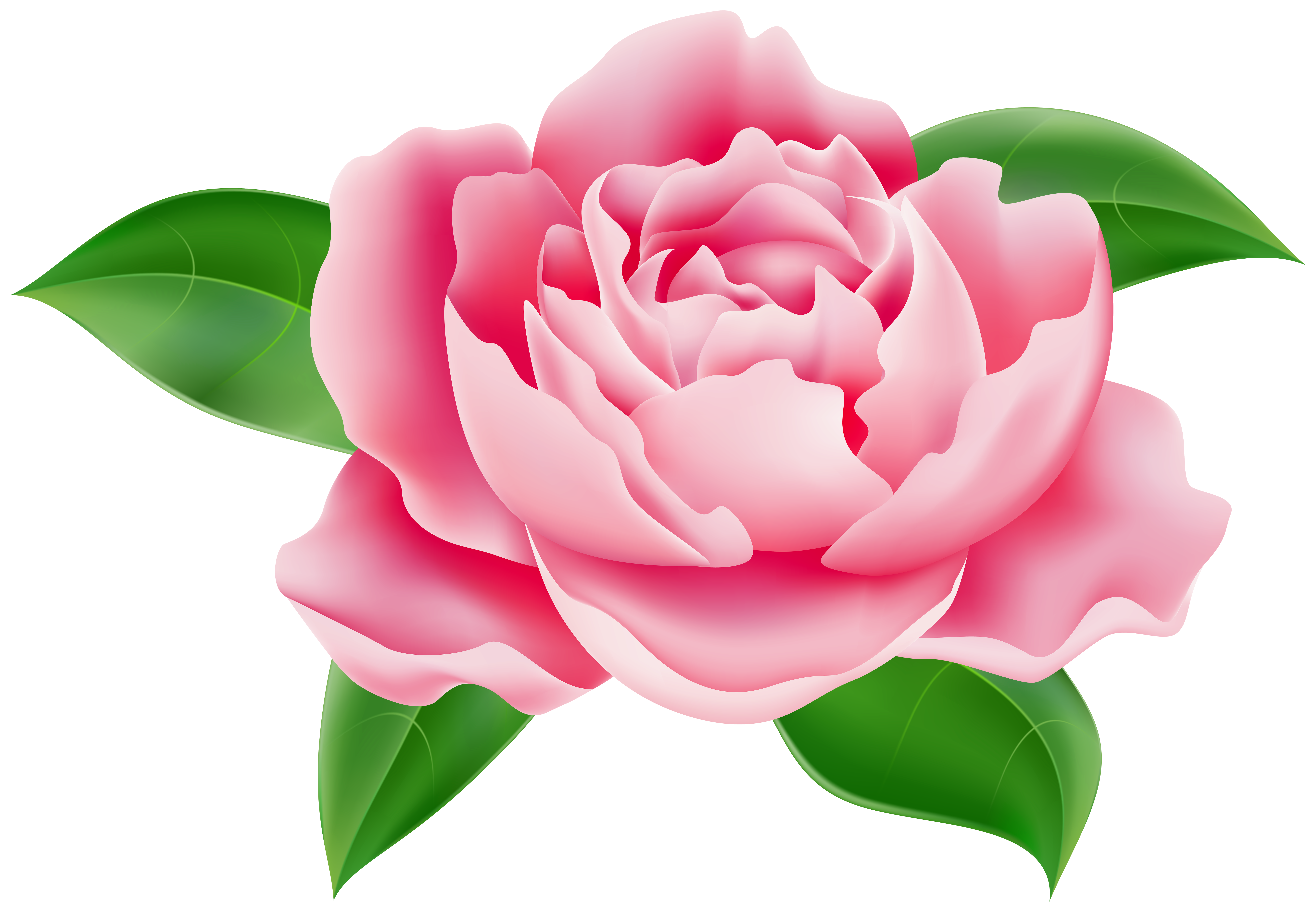 Flower Pink Transparent Image​