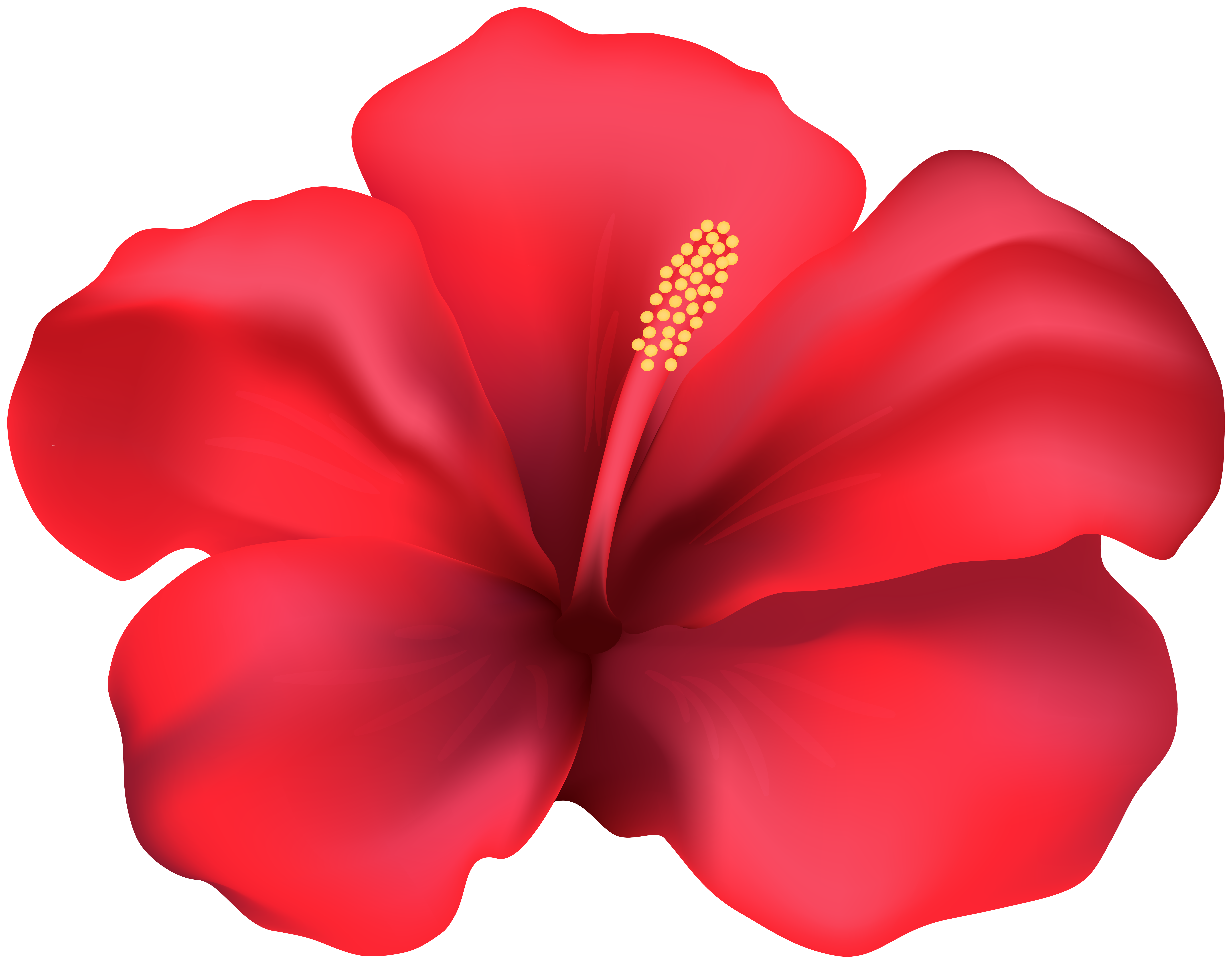 Hibiscus Red Flower Png Clipart Gallery Yopriceville High Quality Free Images And Transparent Png Clipart Hibiscus Red Flower Png Clipart Gallery Yopriceville High Quality Free Images And Transparent Png Clipart