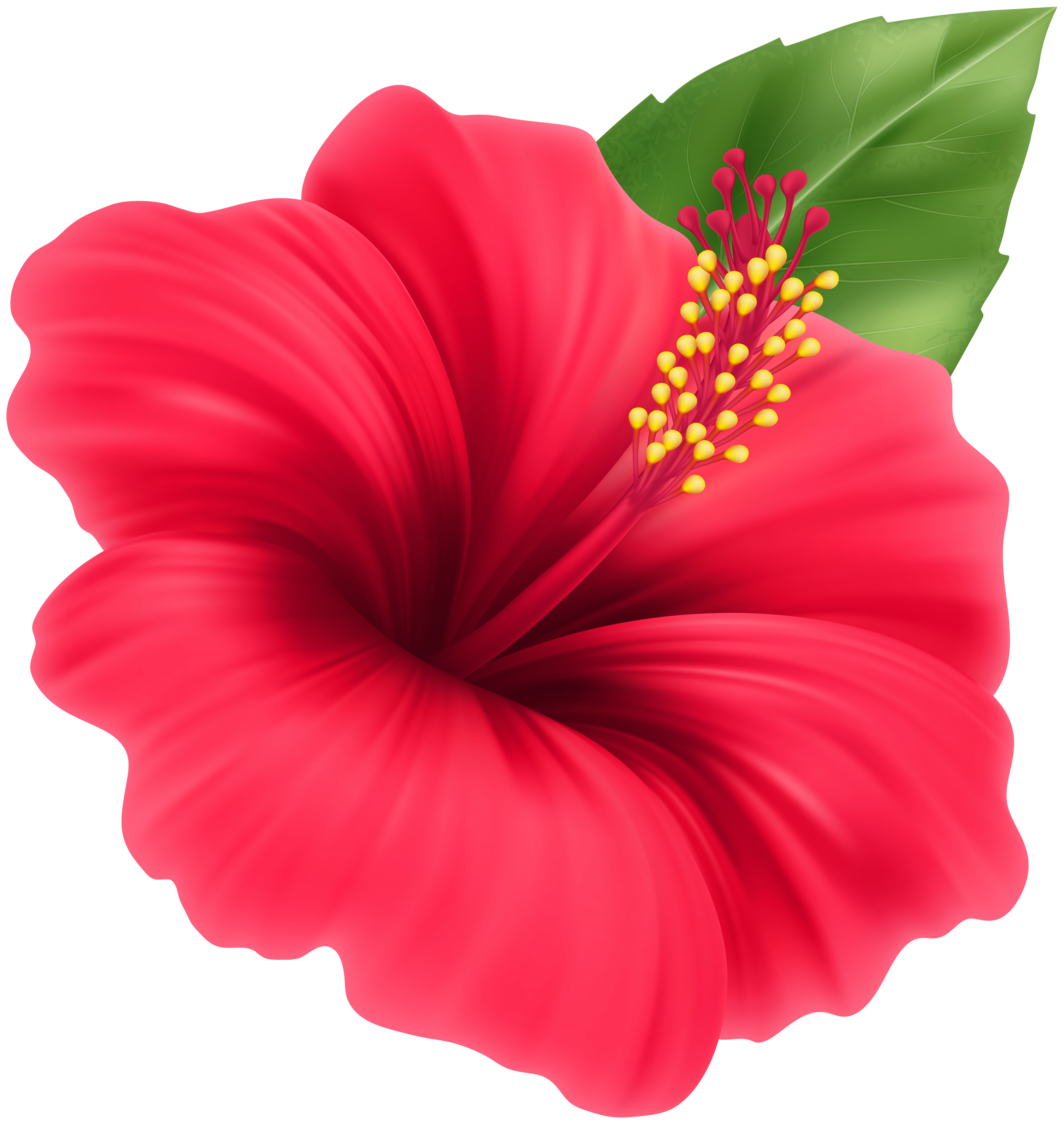 Hibiscus Red Flower PNG Clipart | Gallery Yopriceville - High-Quality