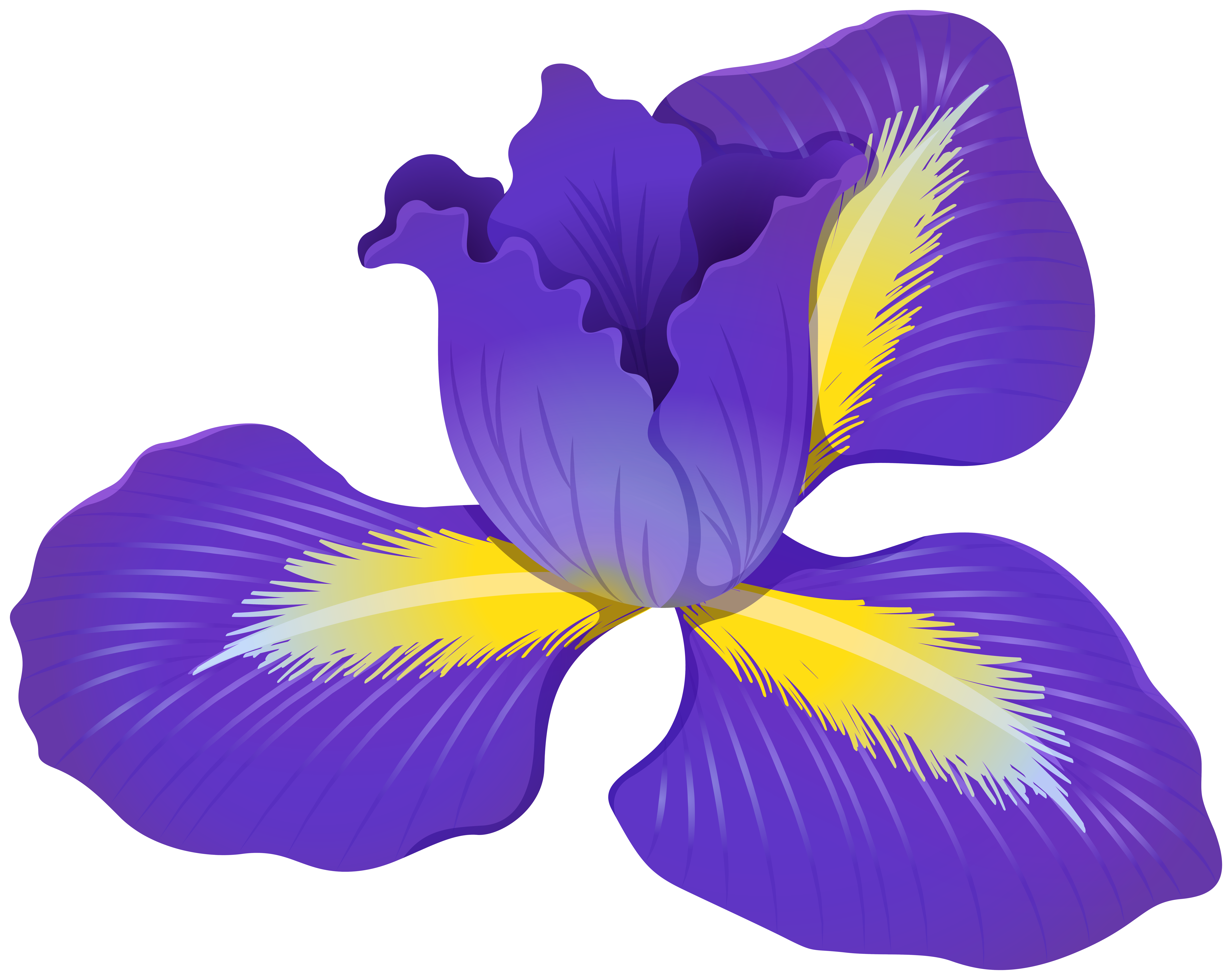 Iris Flower PNG Clipart Gallery Yopriceville - High.