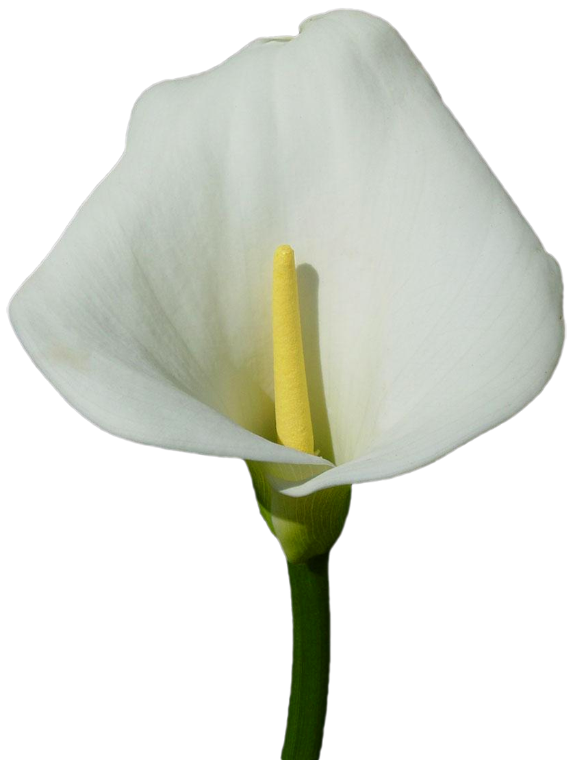 Large Calla Lily Png Clipart Gallery Yopriceville High