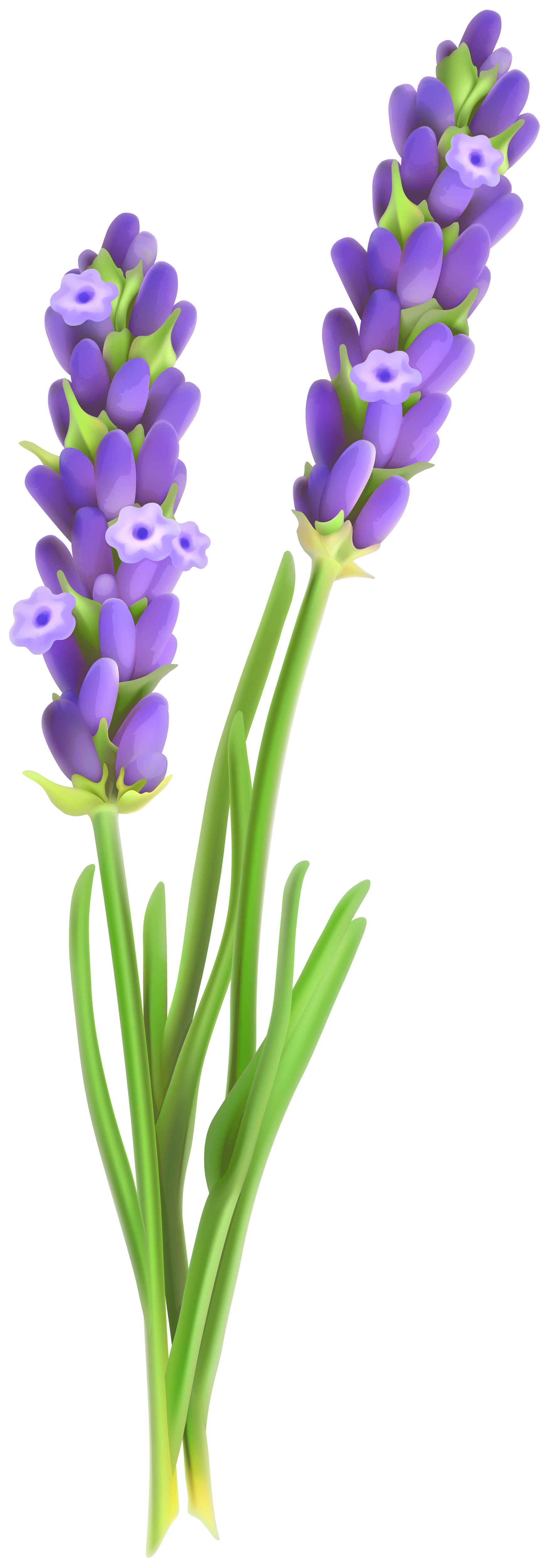 Lavander PNG Clipart Image | Gallery Yopriceville - High-Quality Images