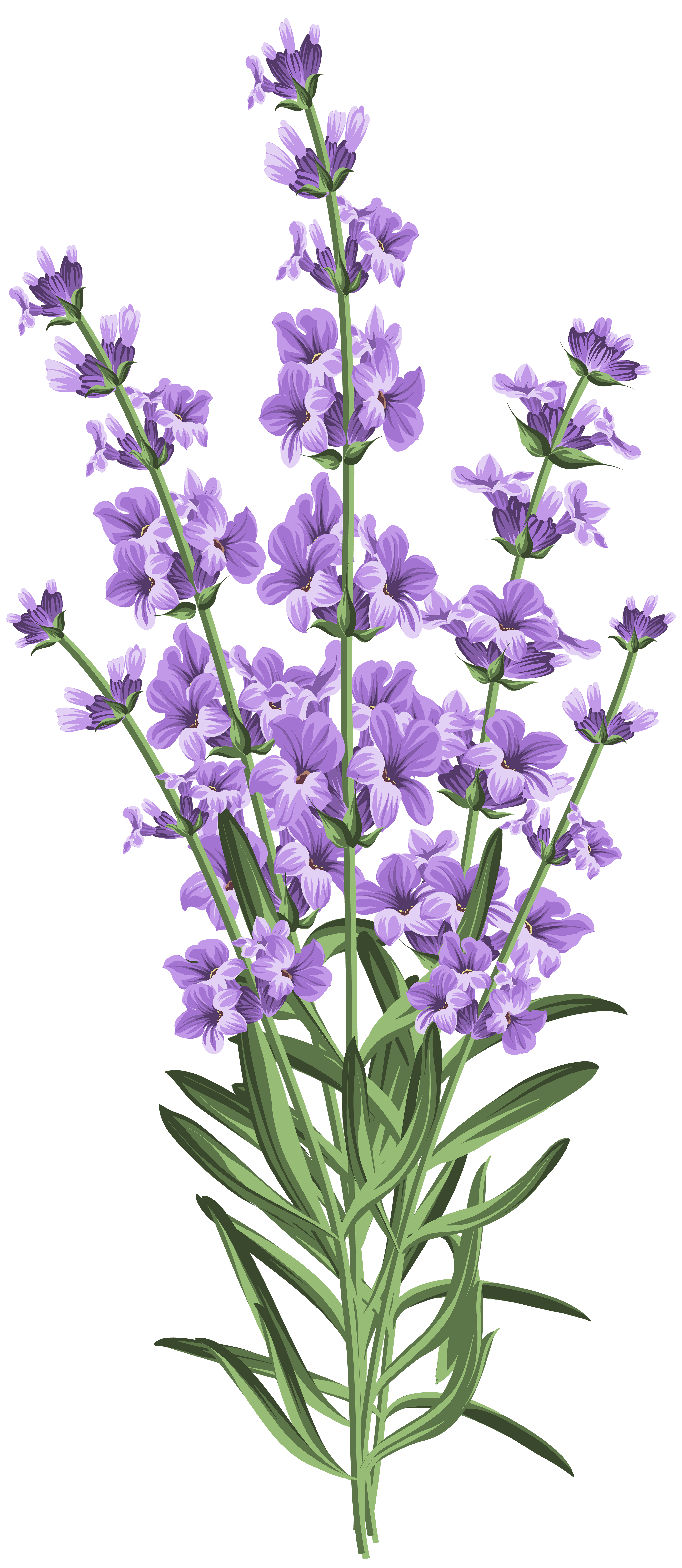 Lavender Flower Transparent PNG Clip Art | Gallery Yopriceville - High