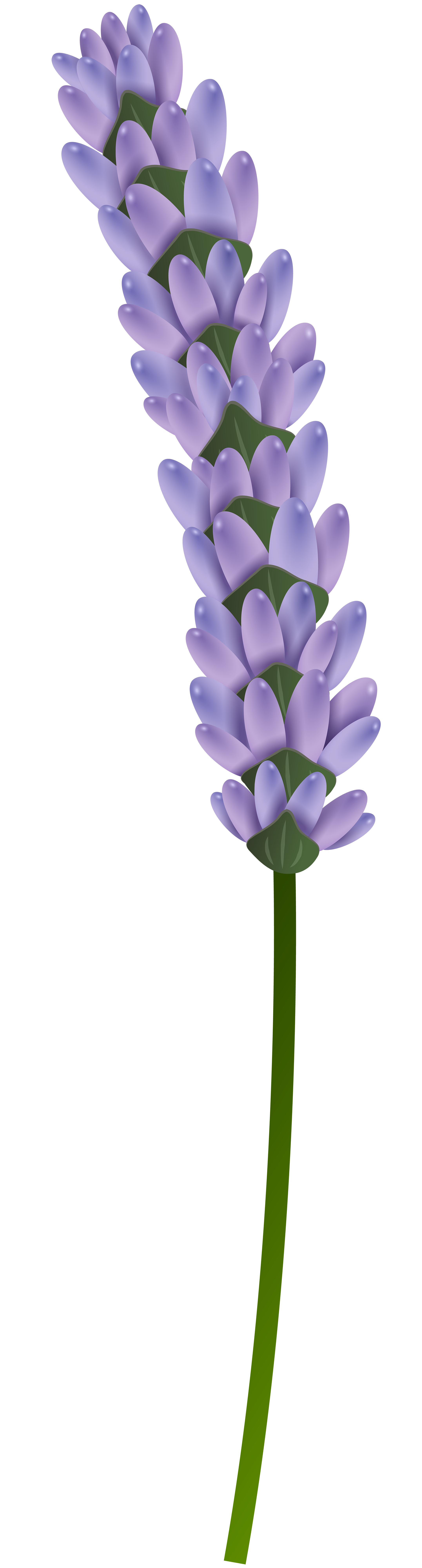 Lavender Clipart Png