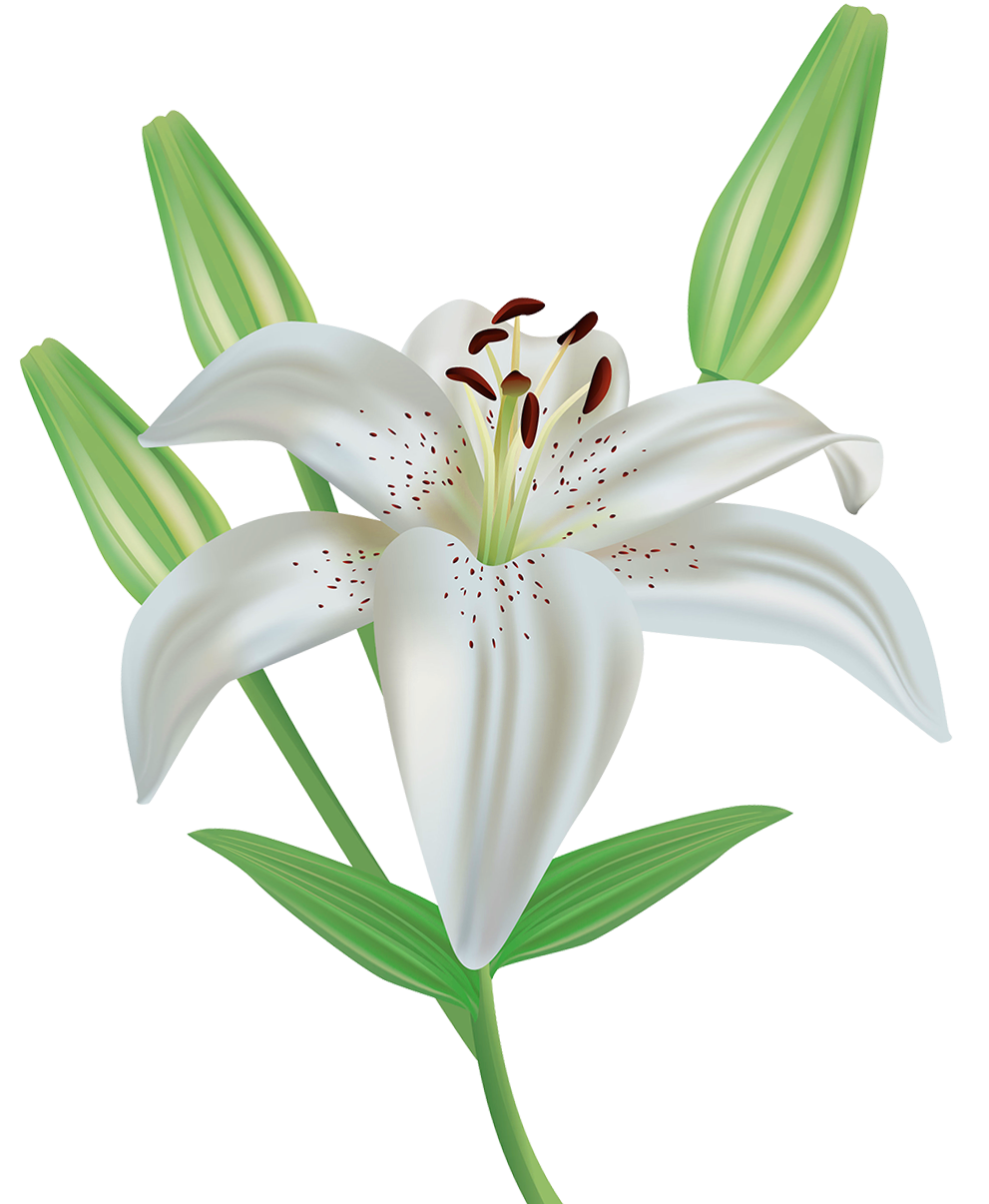 Lily Flower Cartoon 2535 2661 Transprent Png Free Download Plant Flower Petal Cleanpng Kisspng