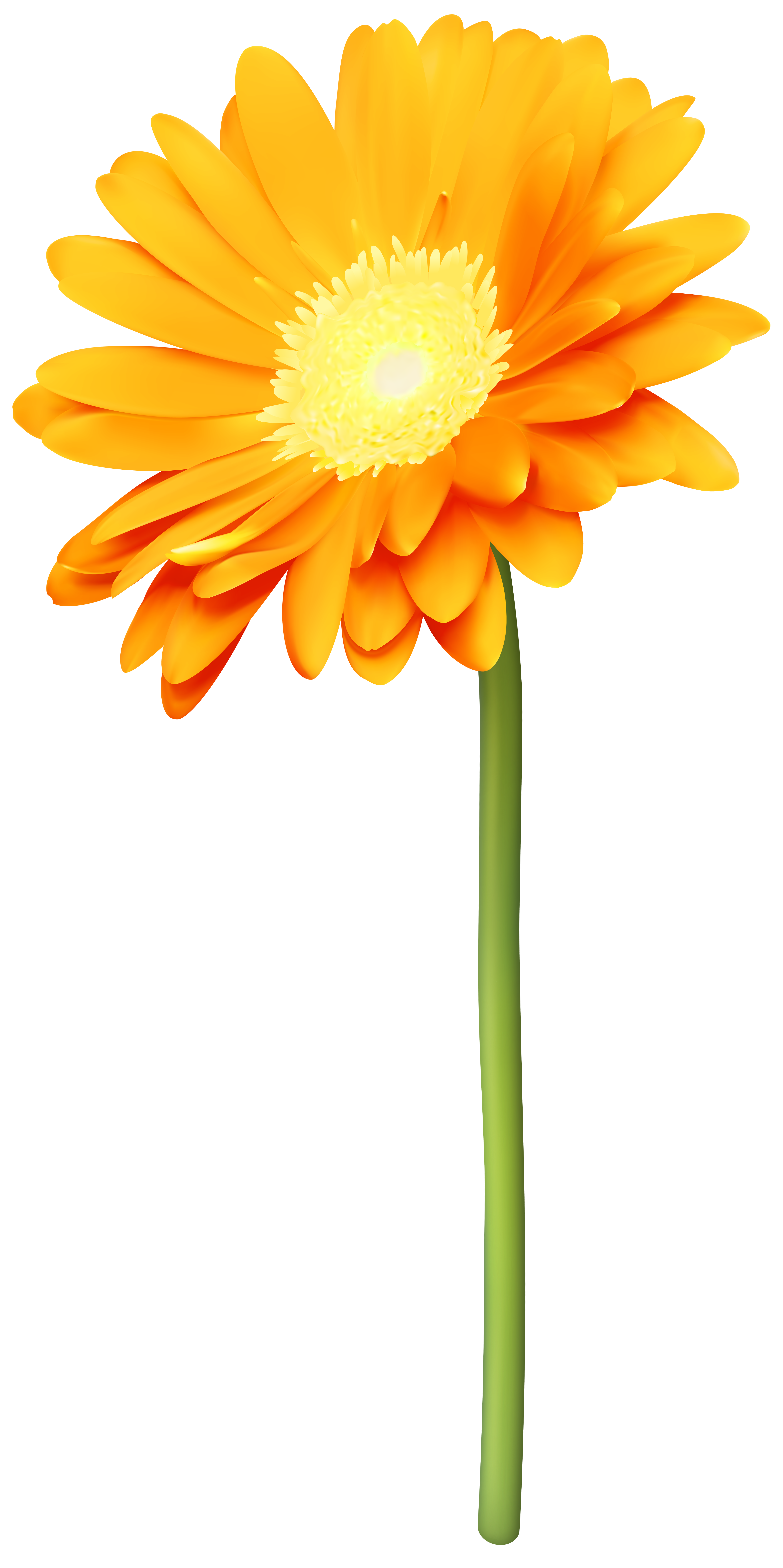 Orange Gerber Daisy PNG Transparent Clipart | Gallery Yopriceville - High-Quality Free Images and Transparent PNG Clipart Orange Gerber Daisy PNG Transparent Clipart | Gallery Yopriceville - High-Quality Free Images and Transparent PNG Clipart