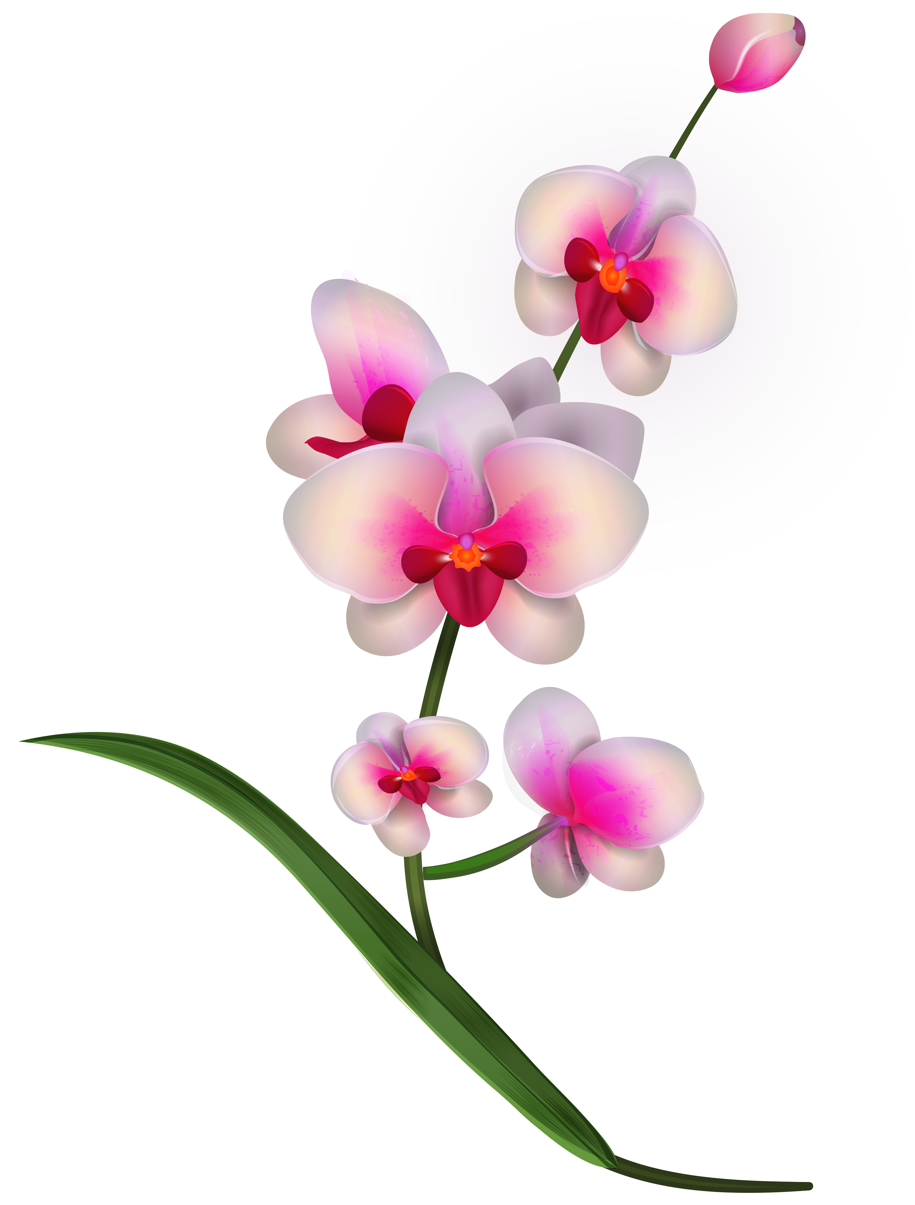 Orchid Clipart PNG Image | Gallery Yopriceville - High-Quality Free ...