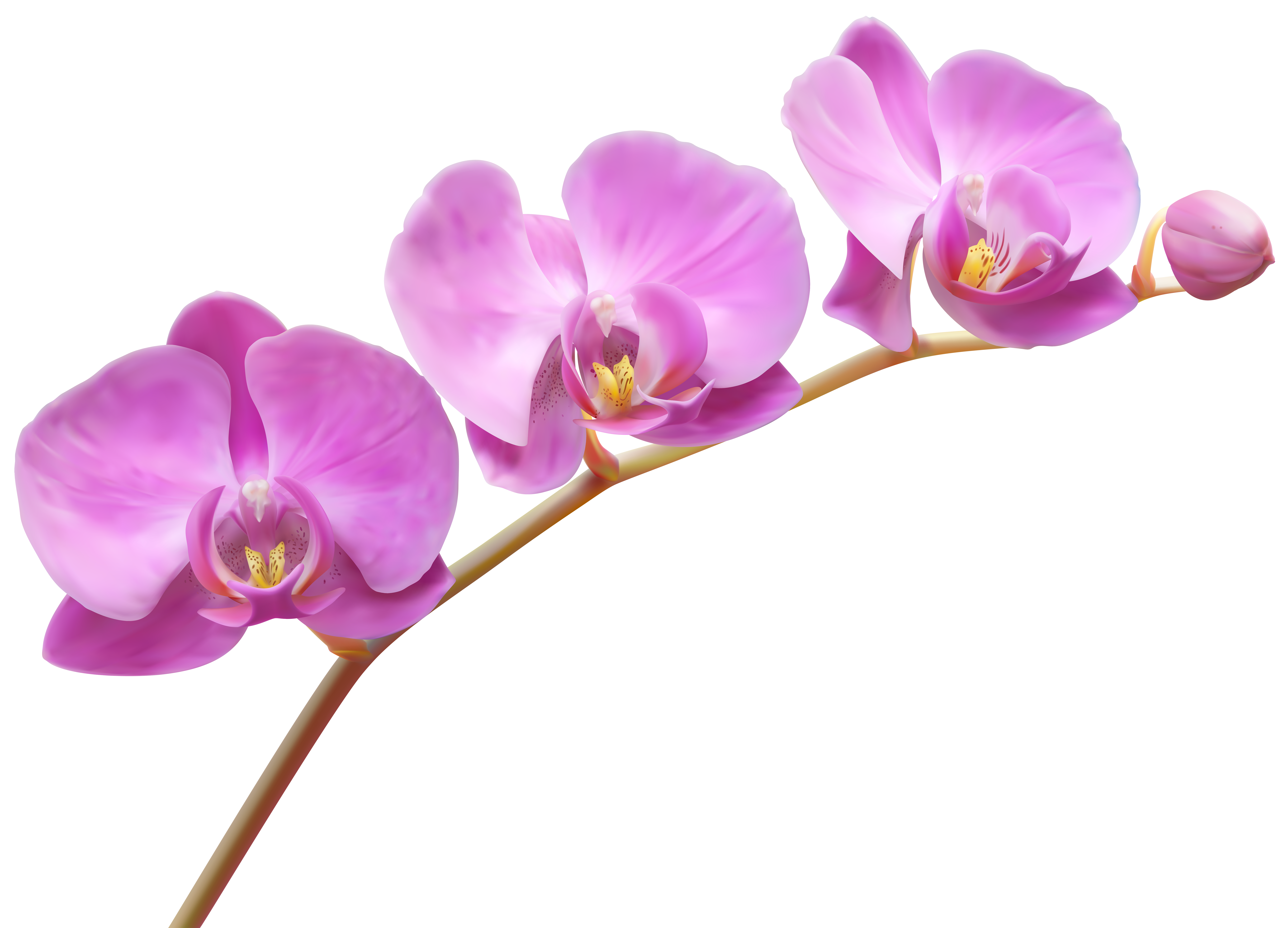 Featured image of post High Resolution Orchid Transparent Background : It&#039;s high quality and easy to use.