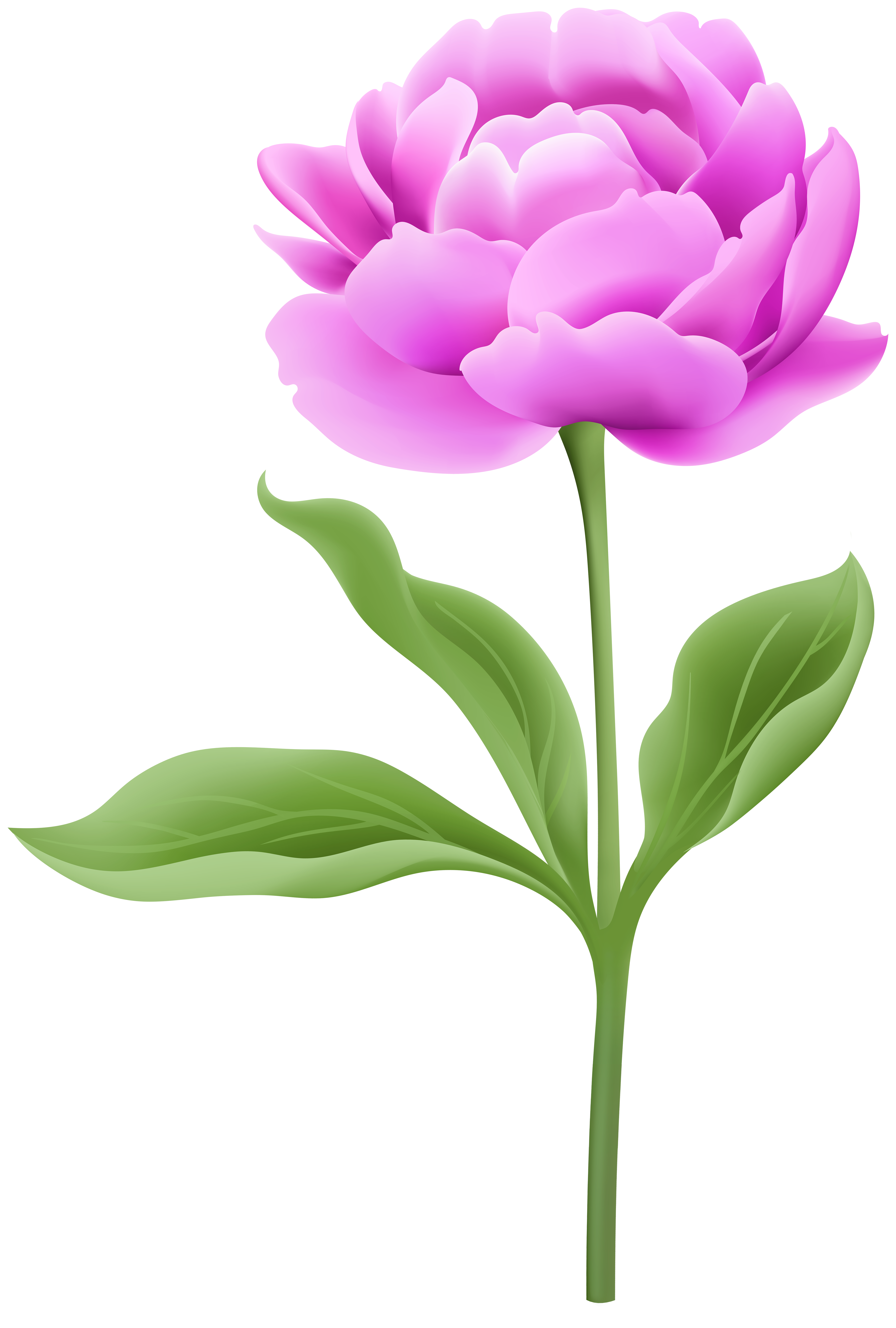 Free Flower Stem, Download Free Flower Stem png images, Free ClipArts on  Clipart Library