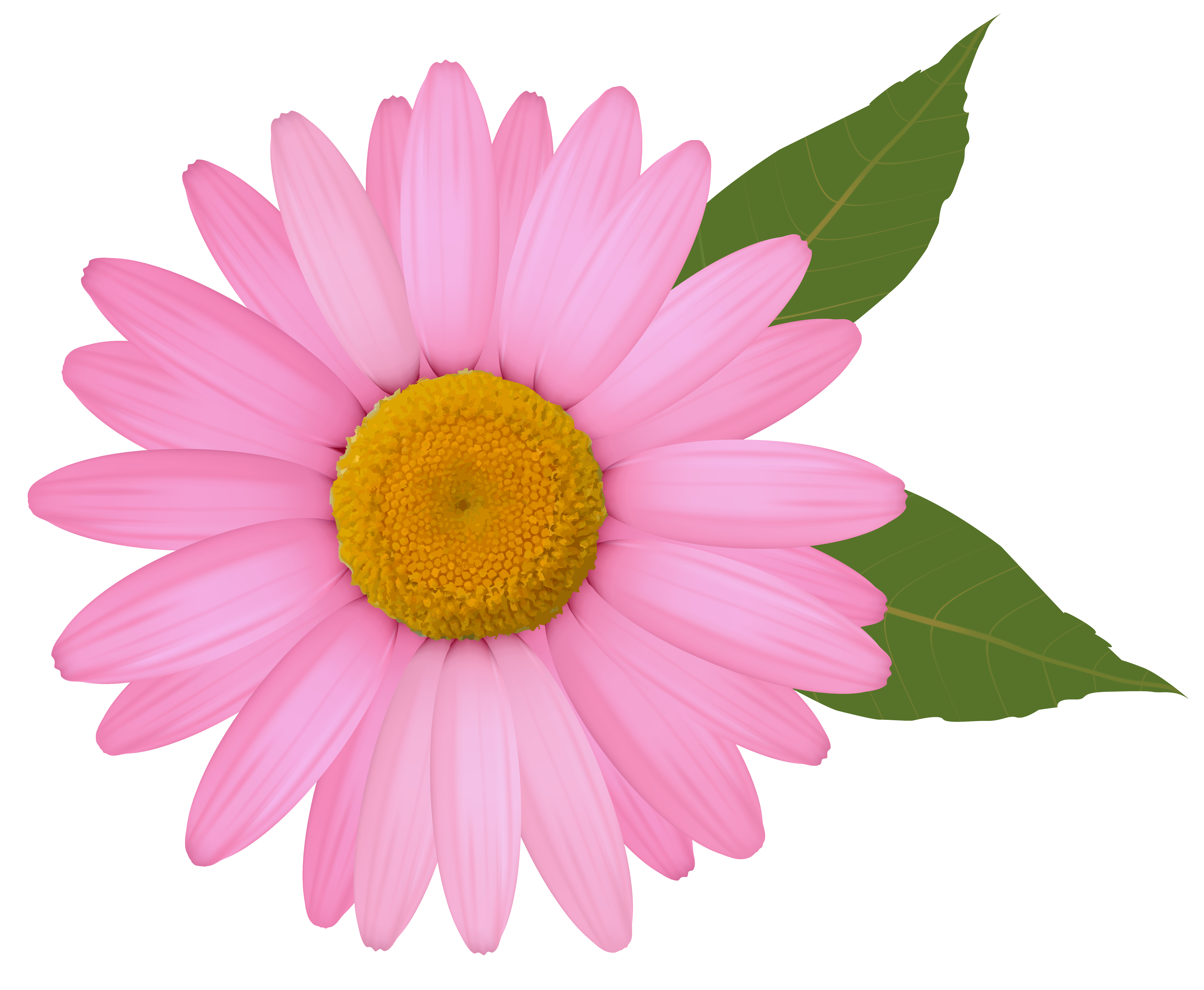 pink daisy