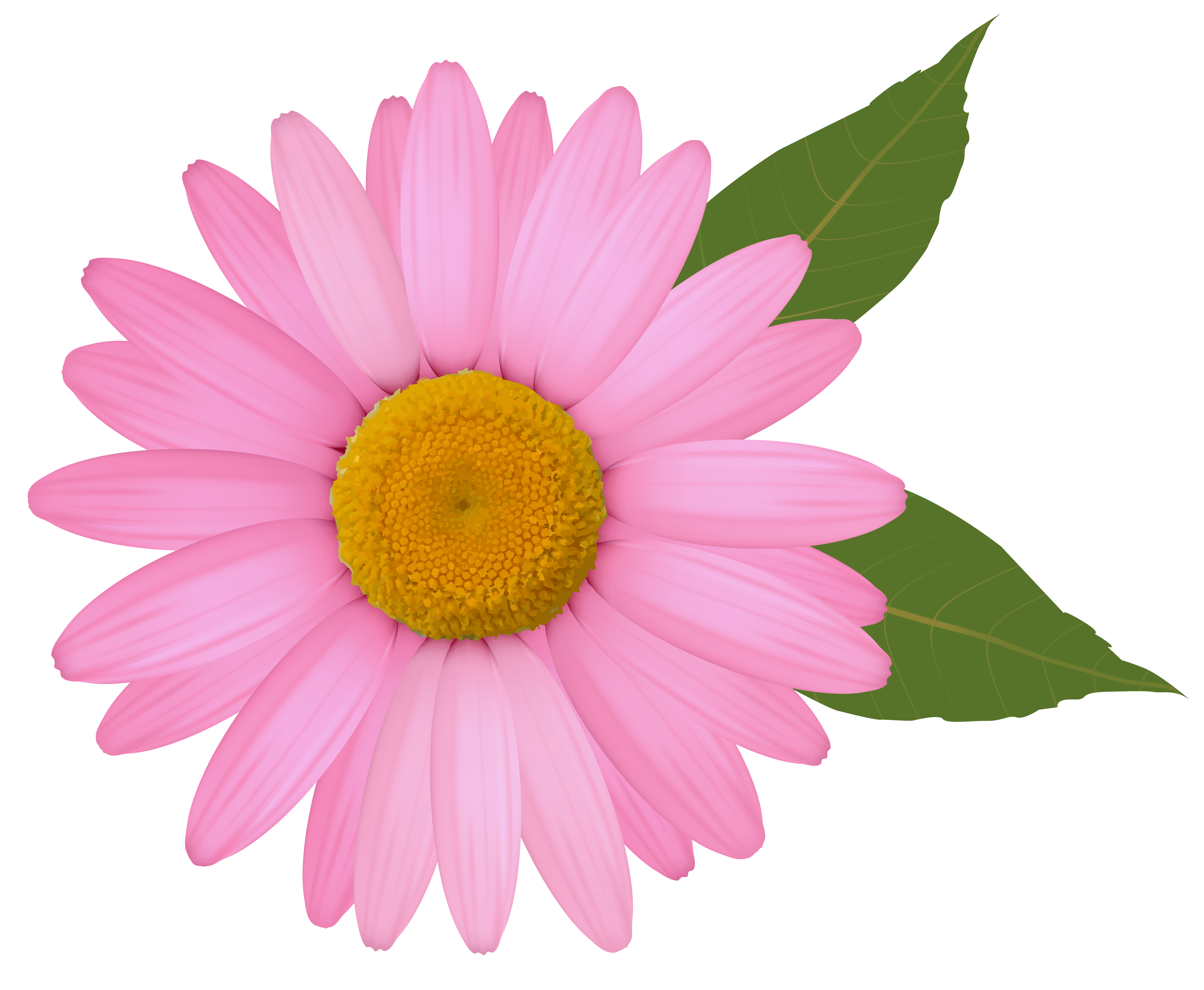 Pink Daisy Clipart