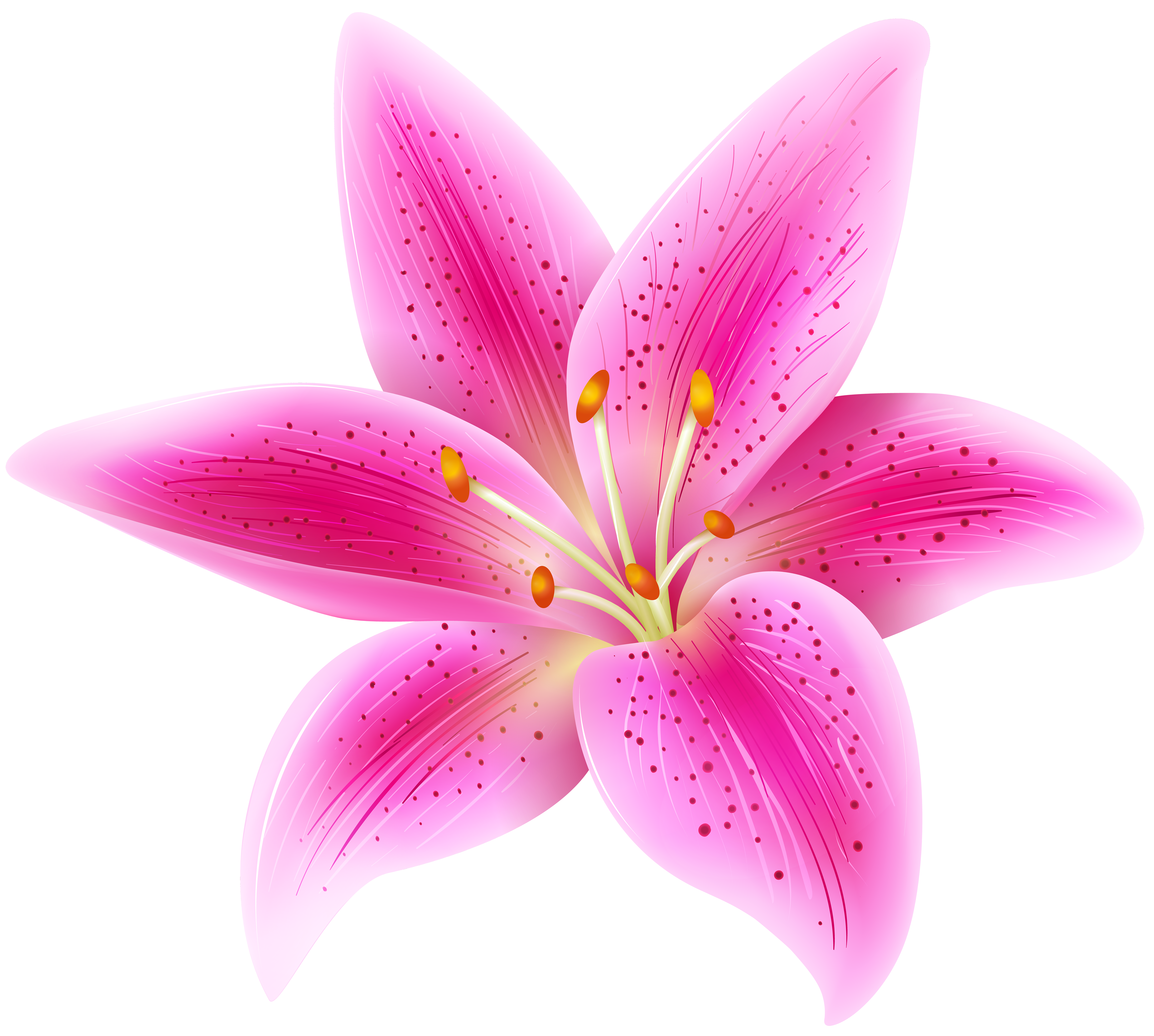pink lily flower transparent png clip art image gallery