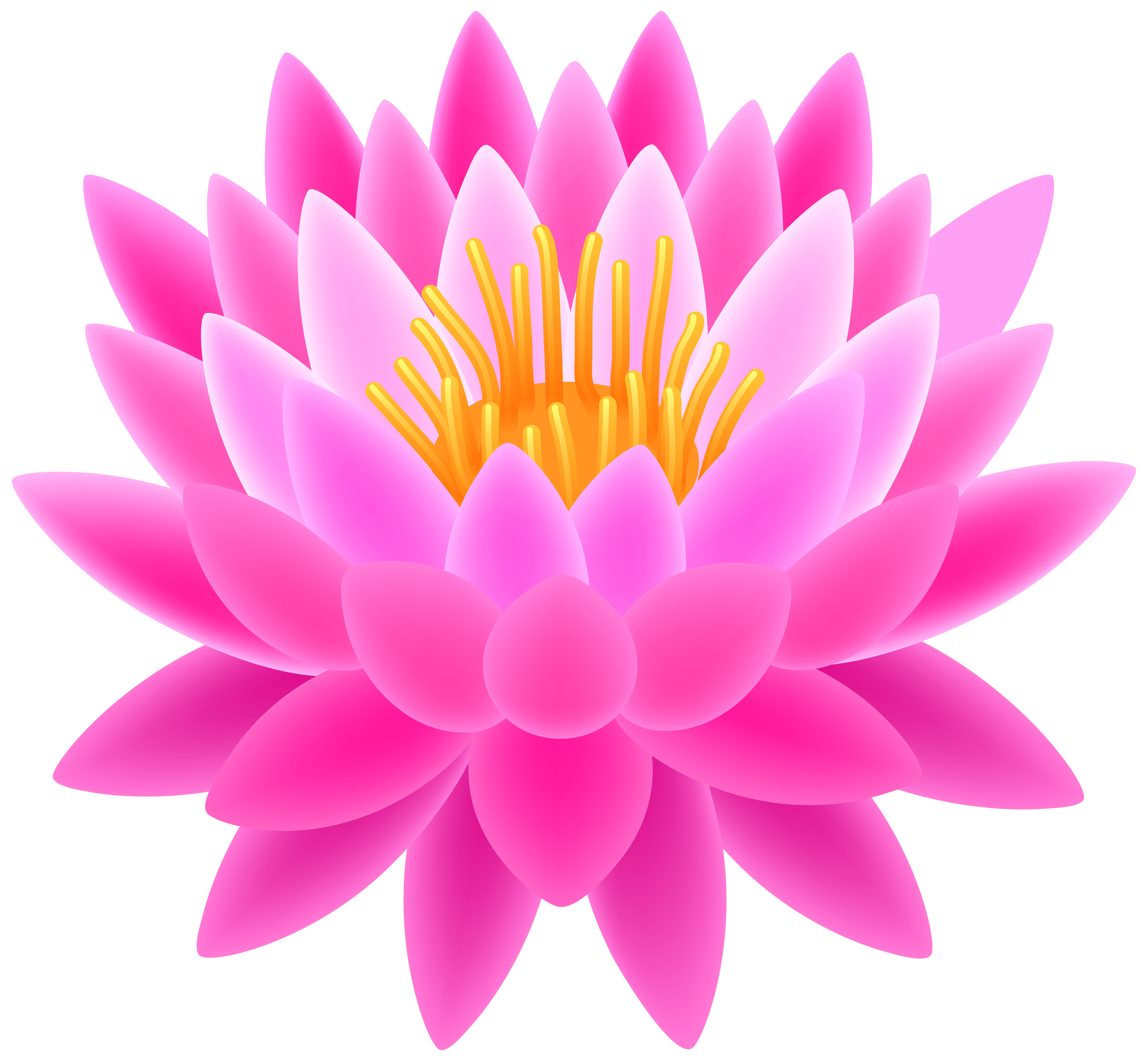 lotus flower png
