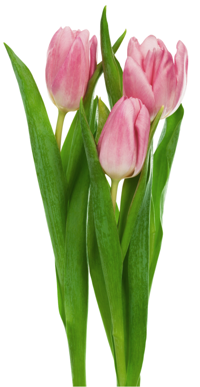 Pink Transparent Tulips Flowers Clipart | Gallery Yopriceville - High