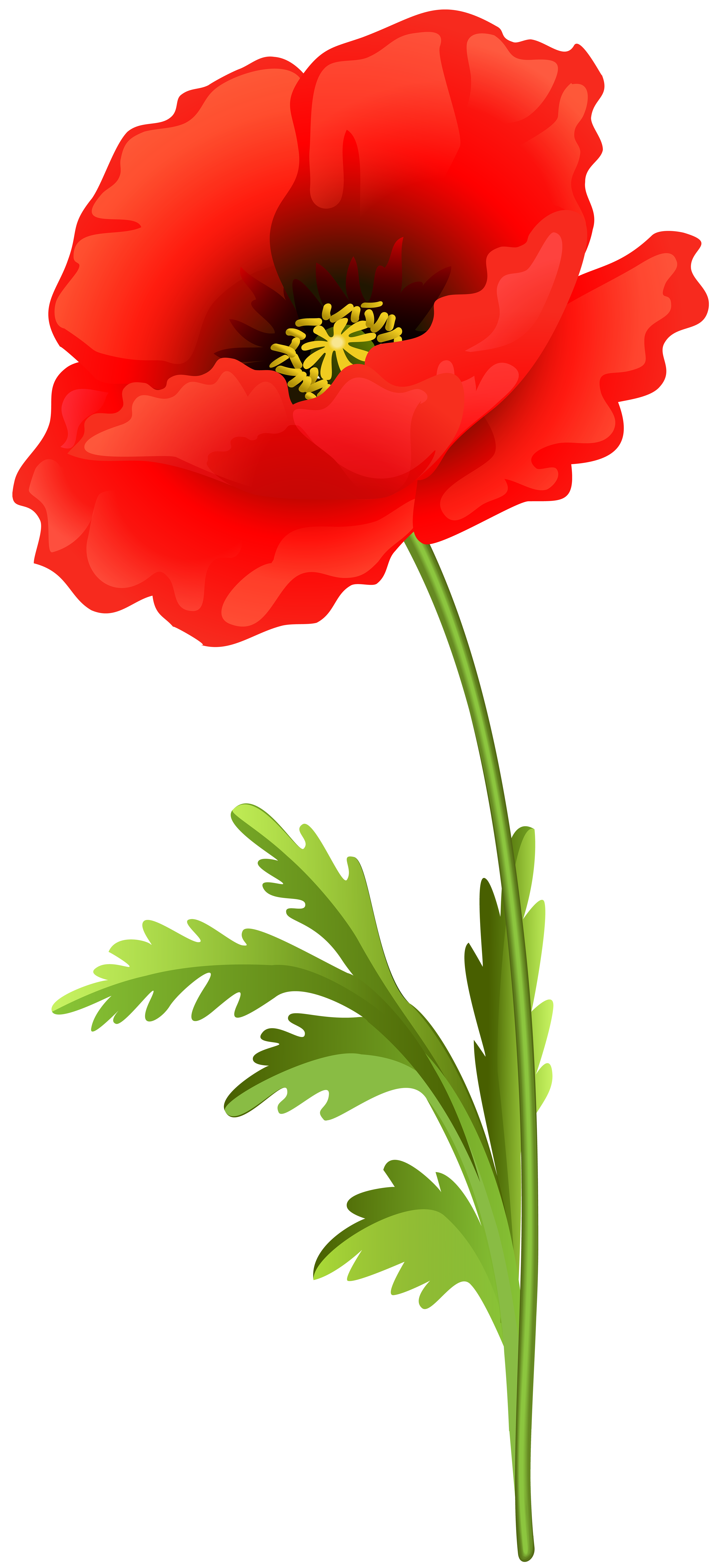 Poppy Flower PNG Clip Art Image | Gallery Yopriceville - High-Quality