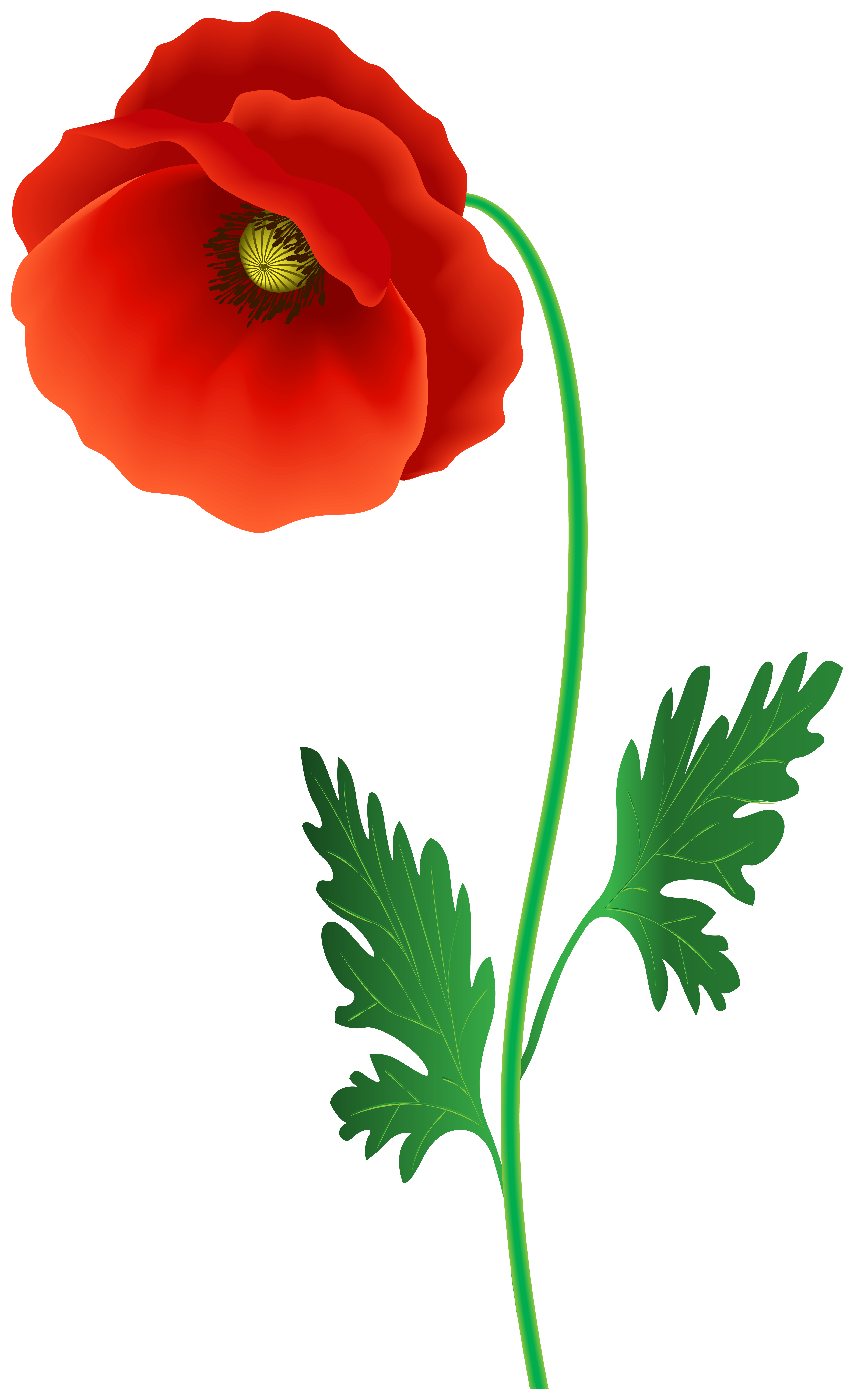 Poppy Flower PNG Clipart Image | Gallery Yopriceville - High-Quality