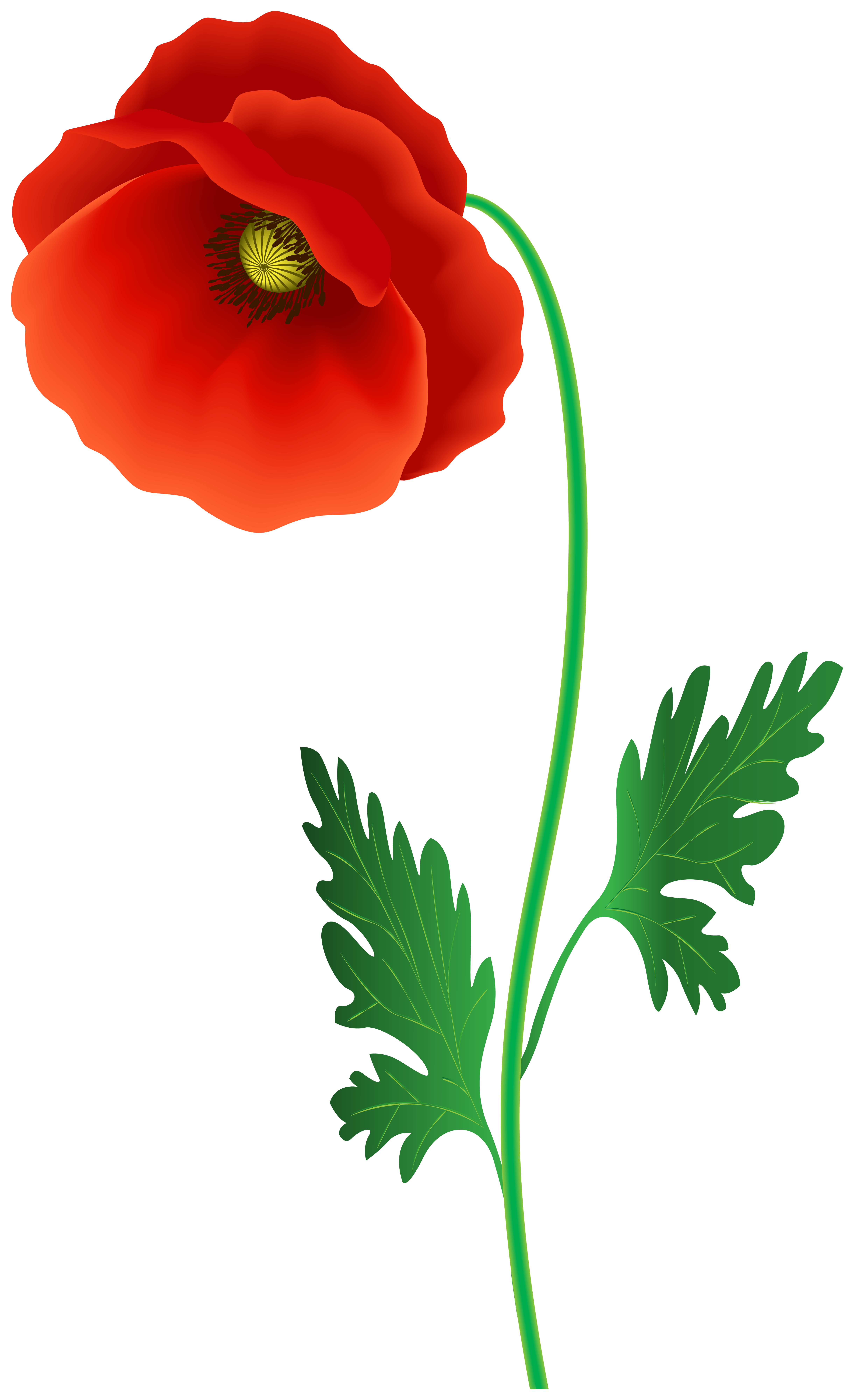 Poppy png