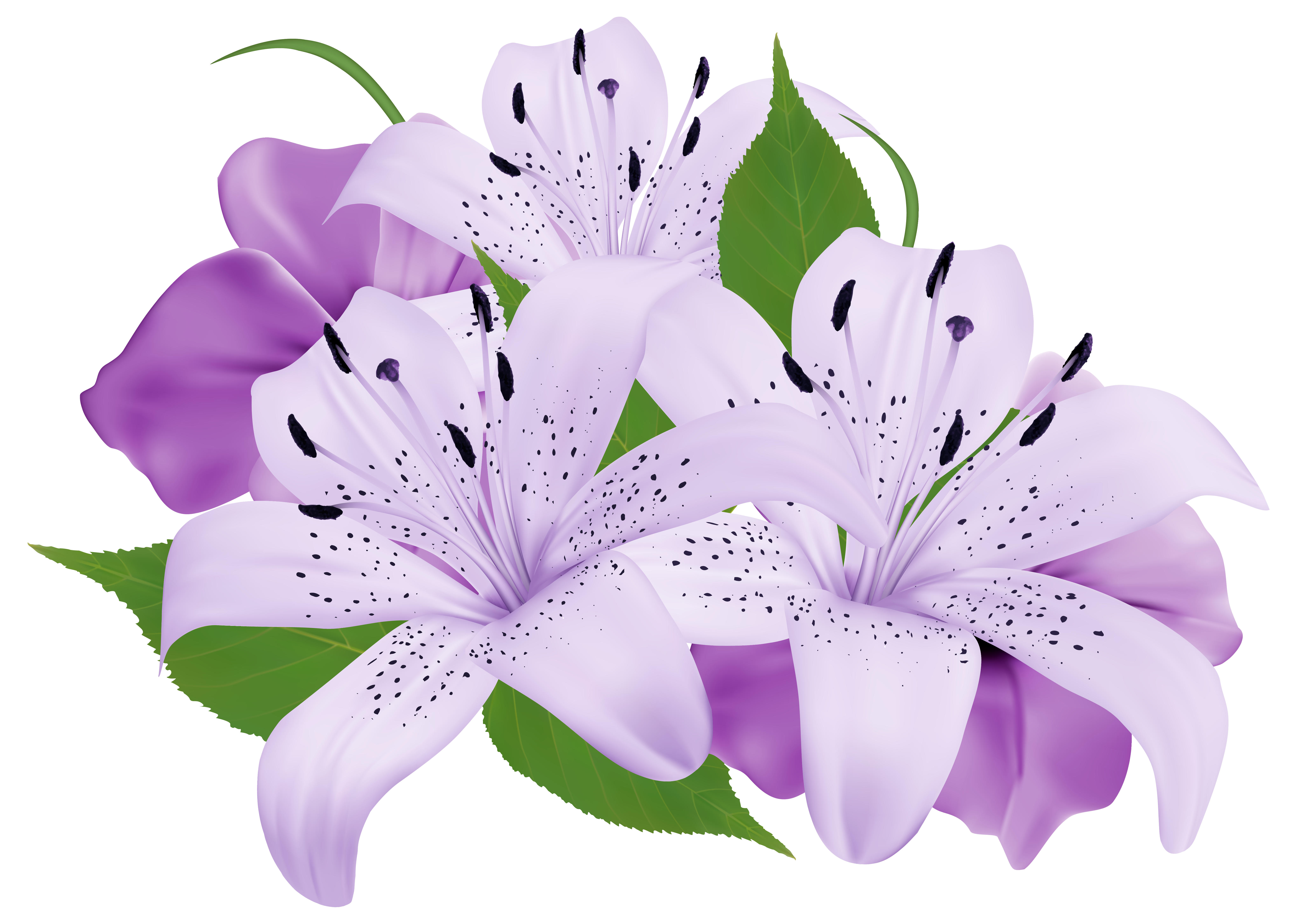 Purple Exotic Flowers PNG Clipart Image | Gallery ...