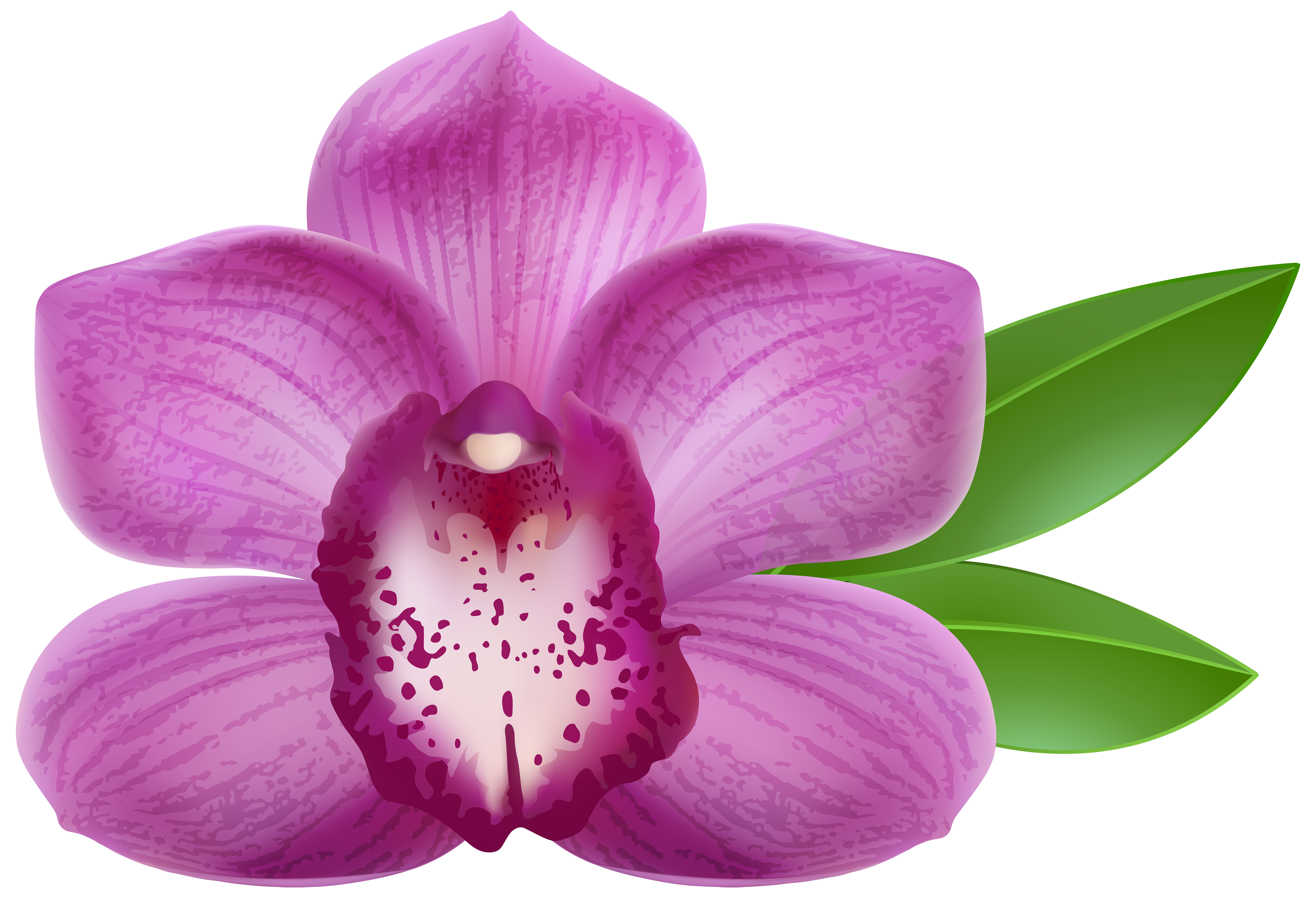 Purple Orchid Transparent PNG Clip Art Image Gallery 