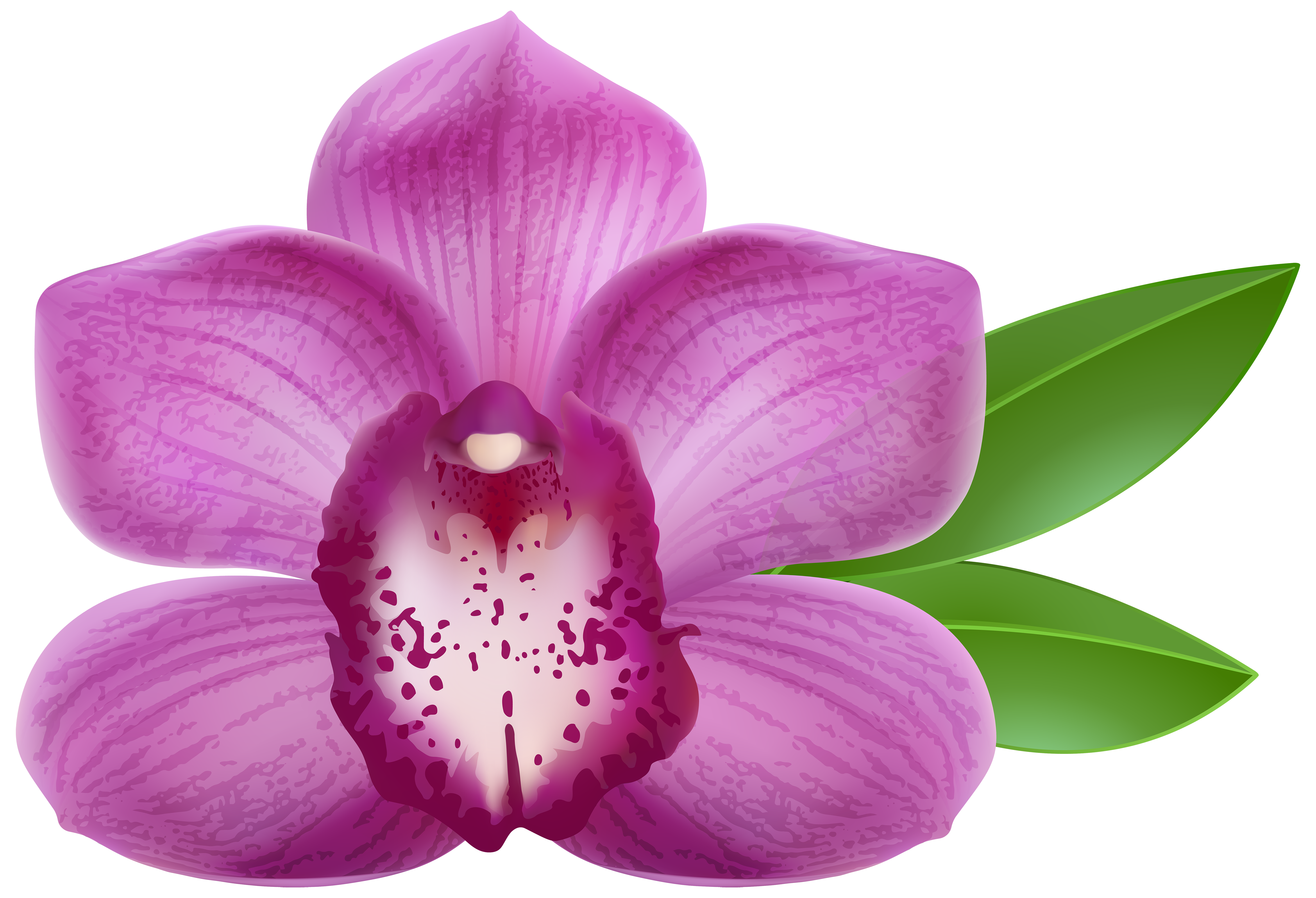 Purple Orchid Transparent PNG Clip Art Image | Gallery Yopriceville