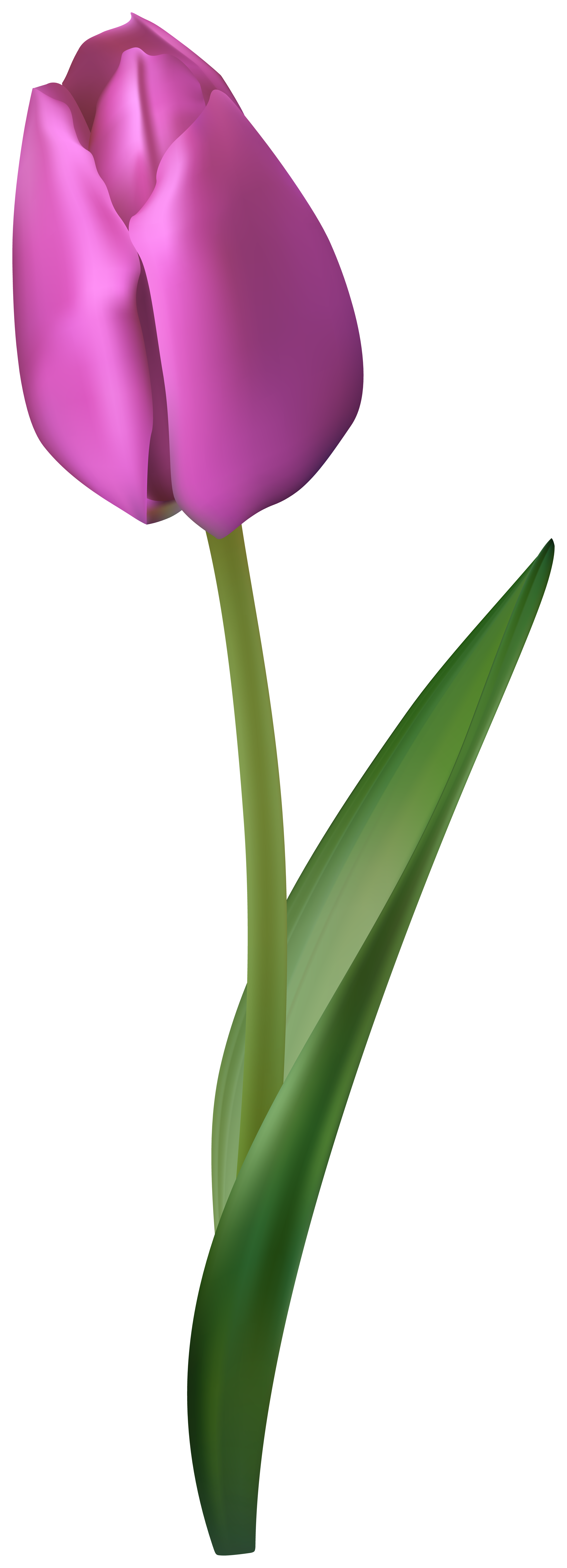 Purple Tulip Flower Transparent Image | Gallery Yopriceville - High ...