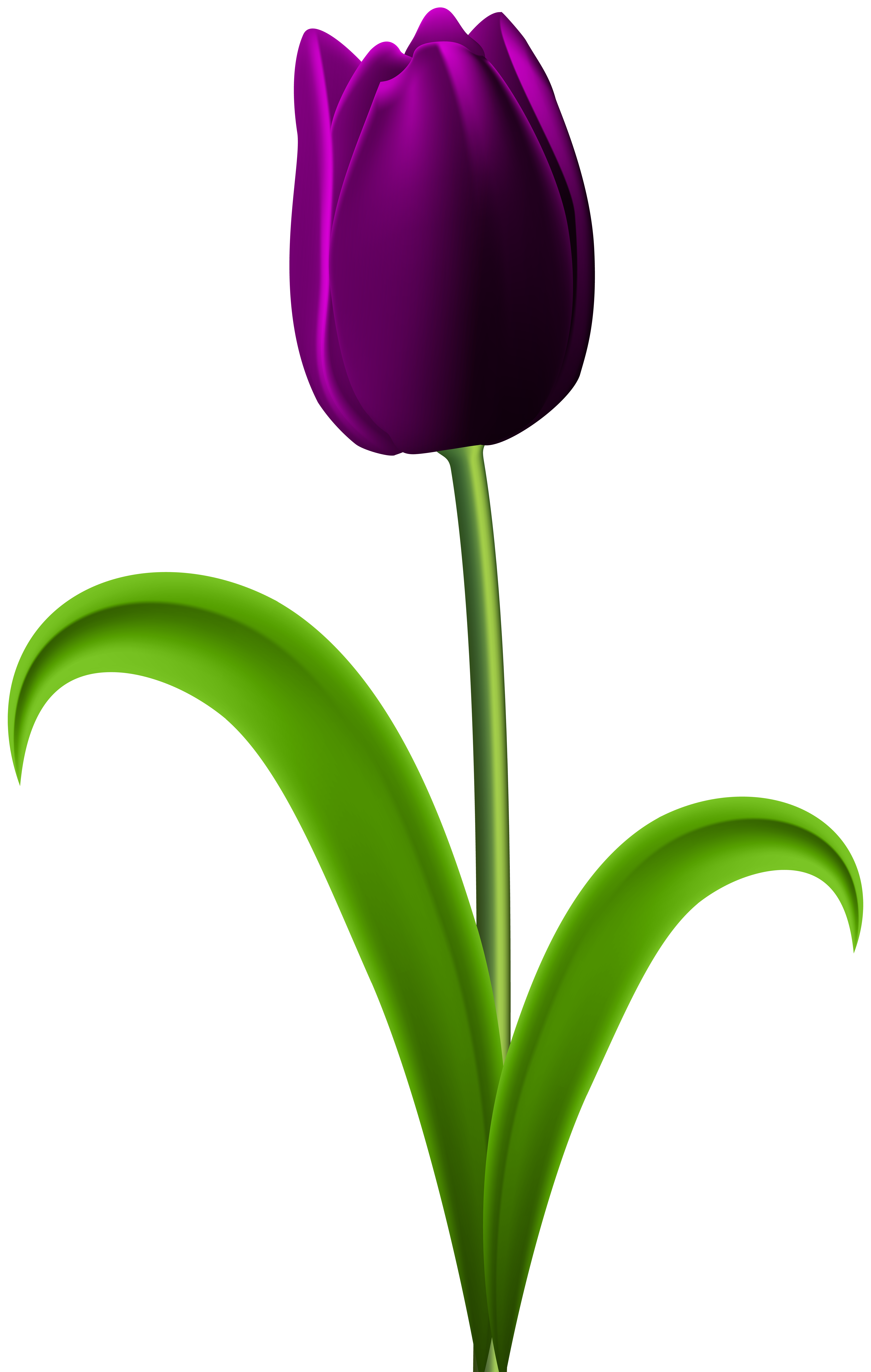 Purple Tulip Transparent PNG Clip Art Image | Gallery Yopriceville ...