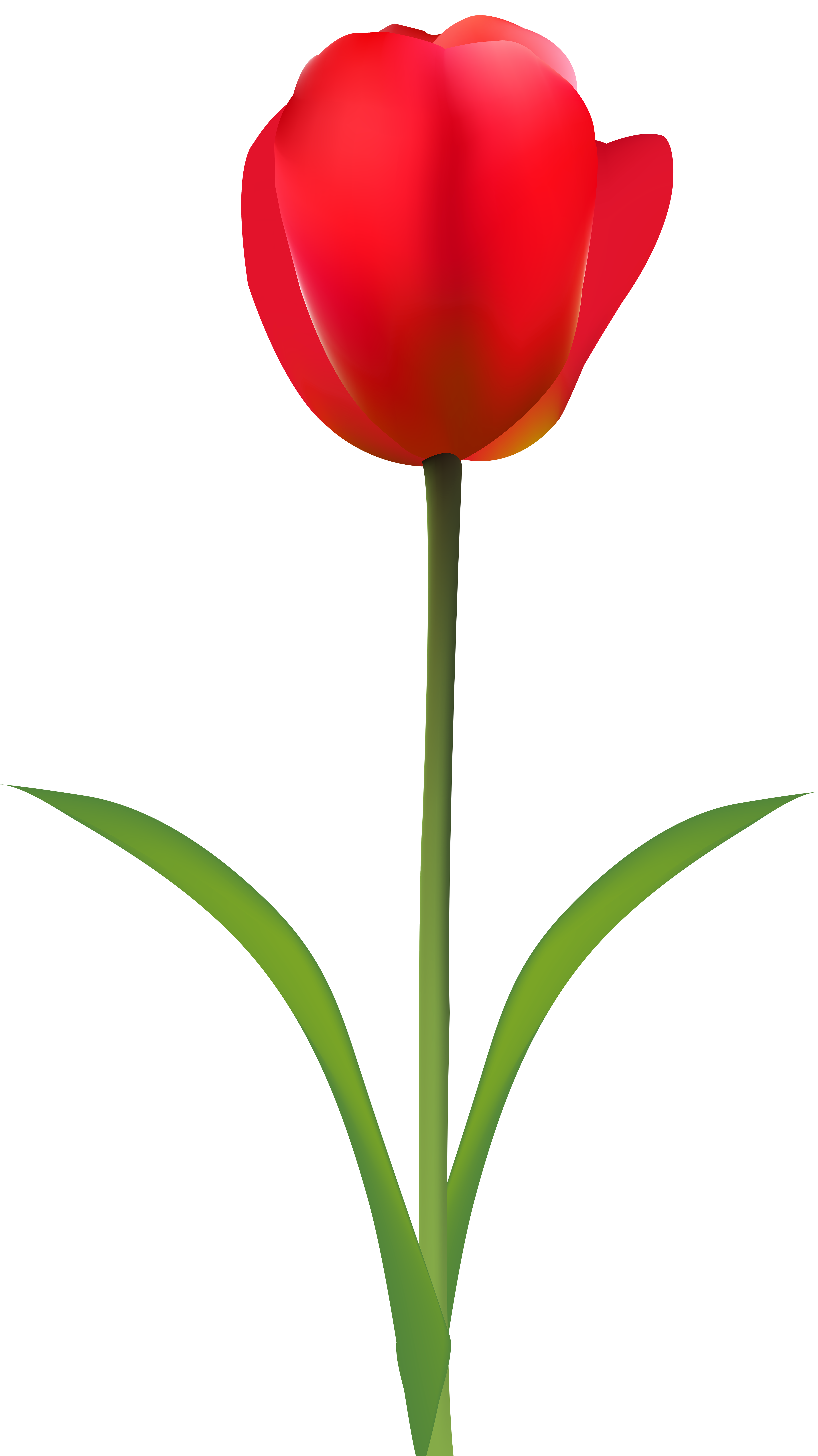 Red Tulip Transparent Clip Art Image | Gallery ...