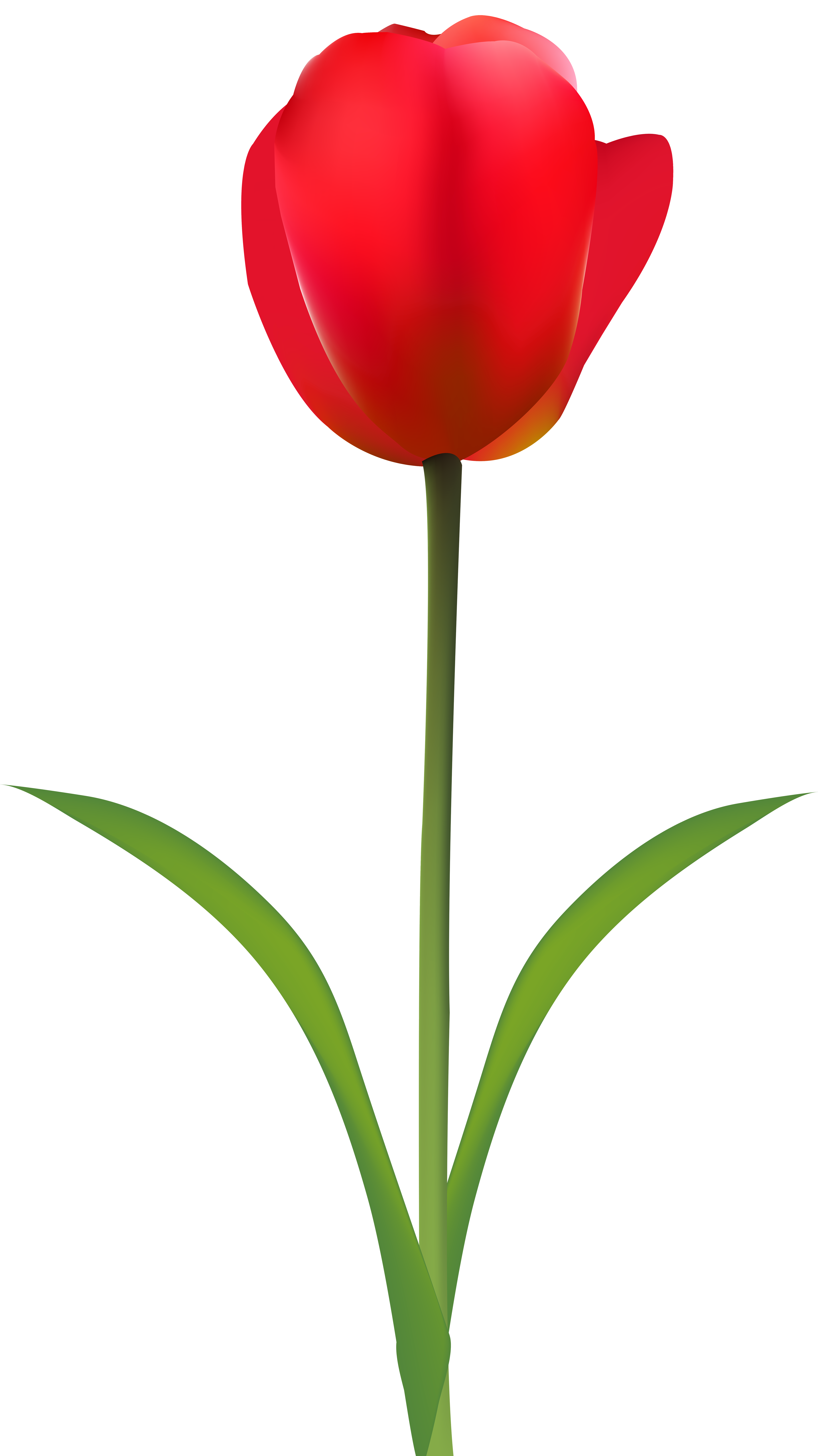 Red Tulip Transparent Clip Art Image | Gallery Yopriceville - High