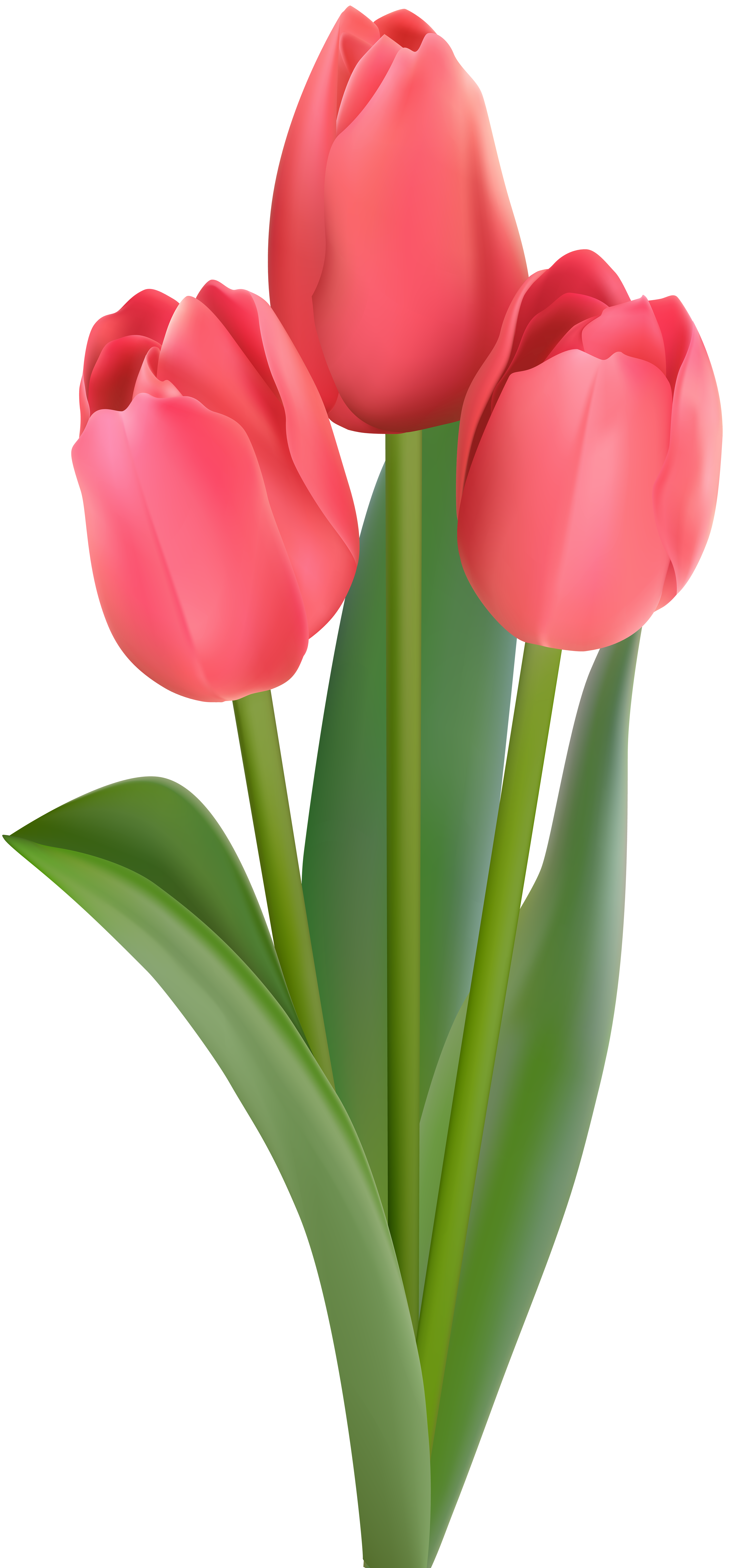 1000 Gambar Bunga Tulip Clipart Hd Terbaru Infobaru