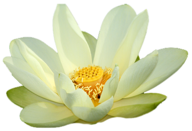 Small Png White Lotus Gallery Yopriceville High Quality Images And Transparent Png Free Clipart