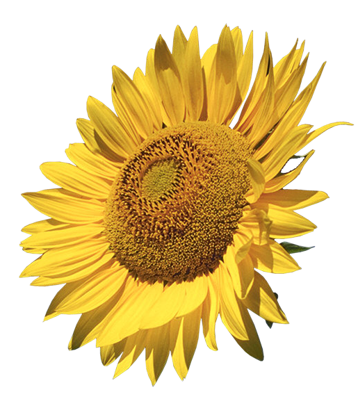 Download Sunflower Clipart | Gallery Yopriceville - High-Quality ...