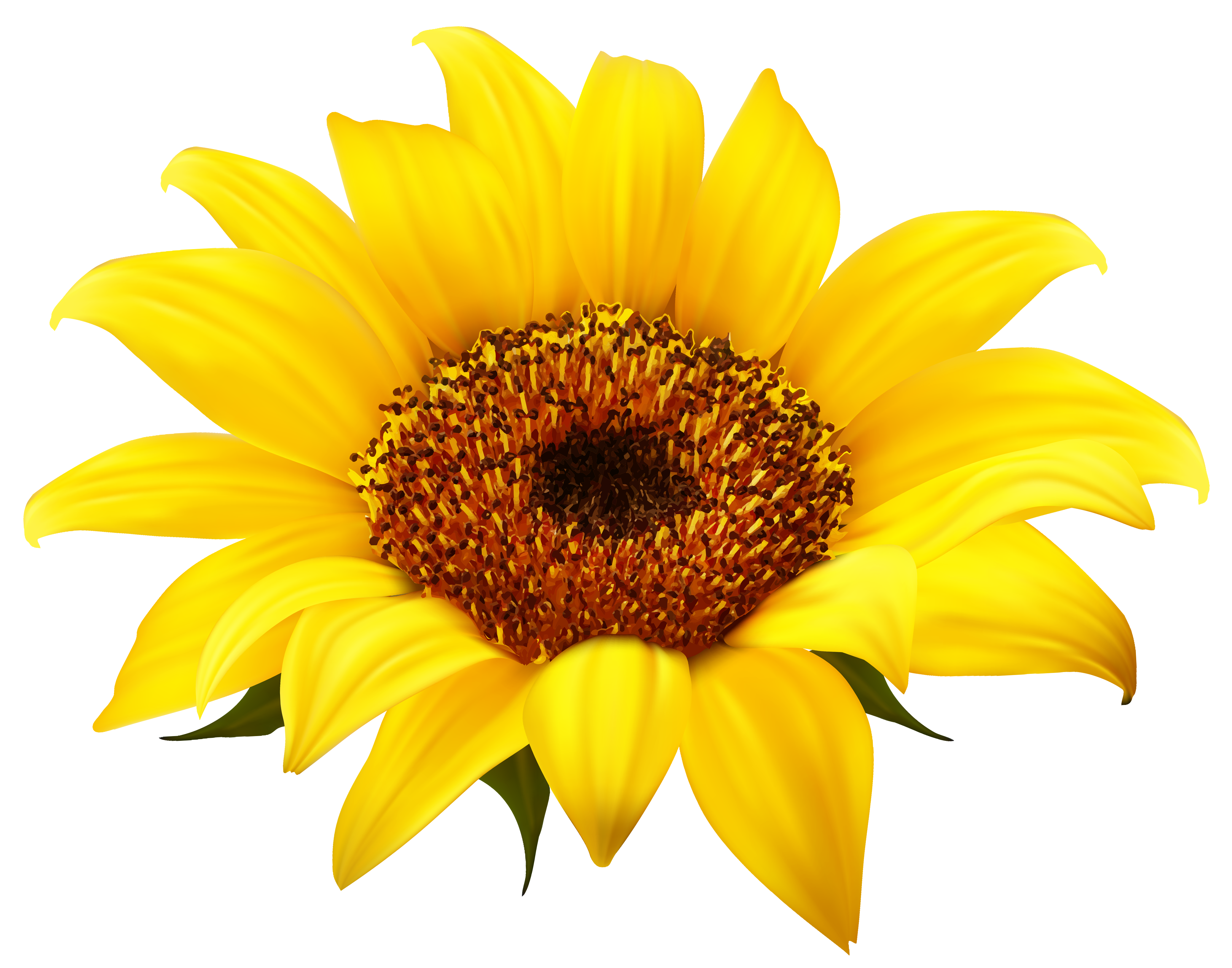 Sunflower Clipart PNG Image | Gallery Yopriceville - High ...