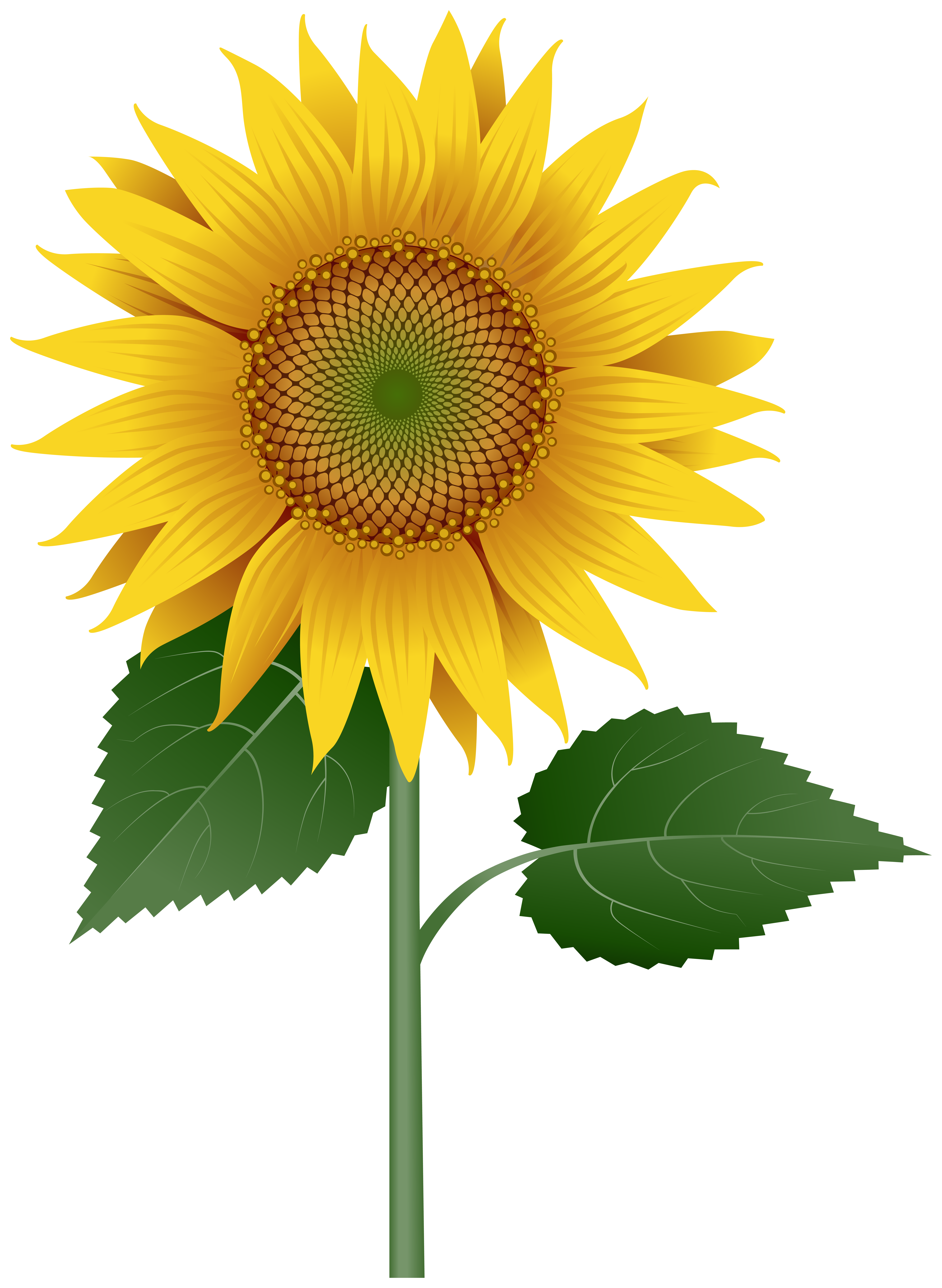 Sunflower Large Transparent Image | Gallery Yopriceville ...