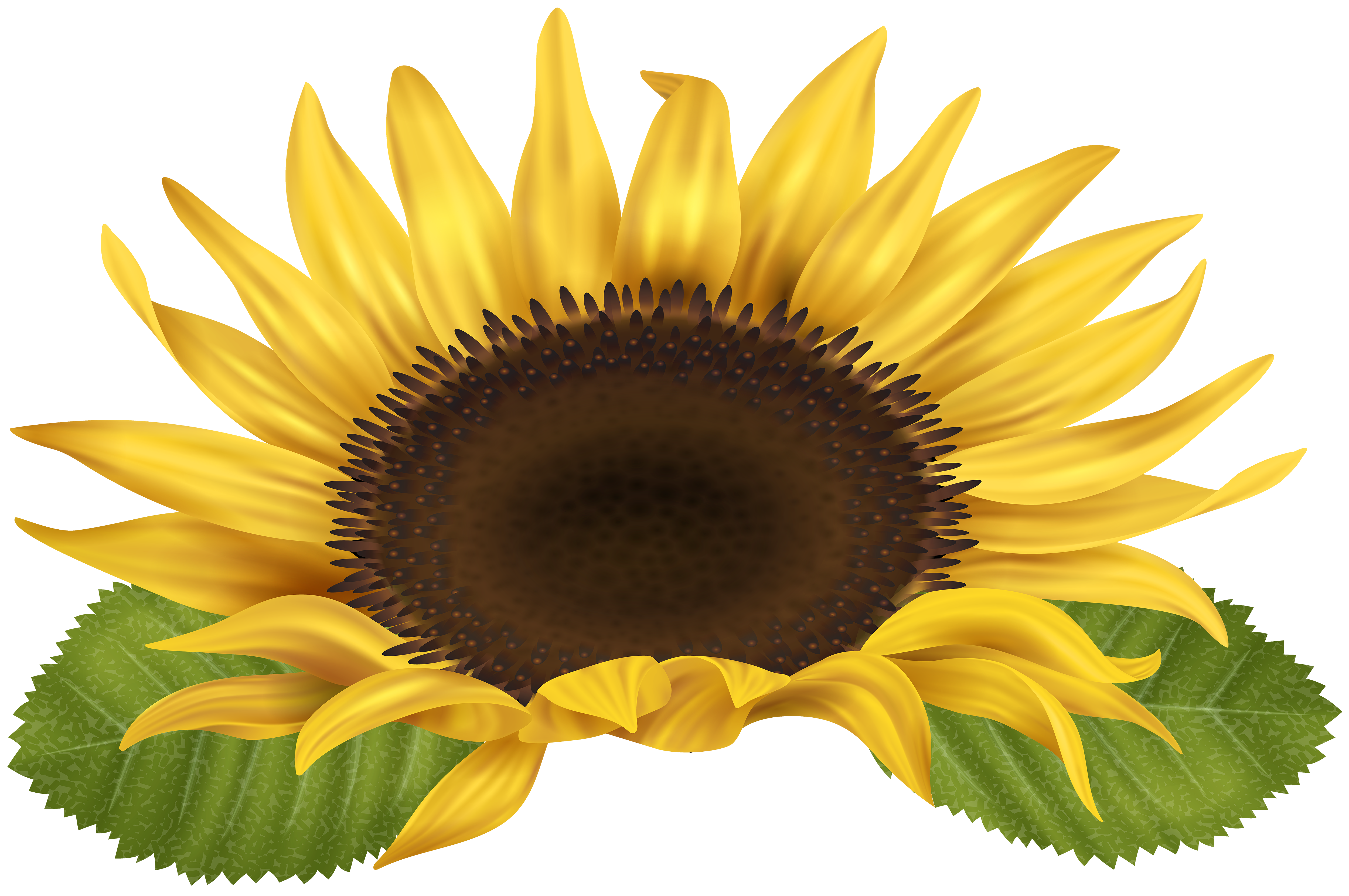 Sunflower PNG Clip Art Image | Gallery Yopriceville - High-Quality