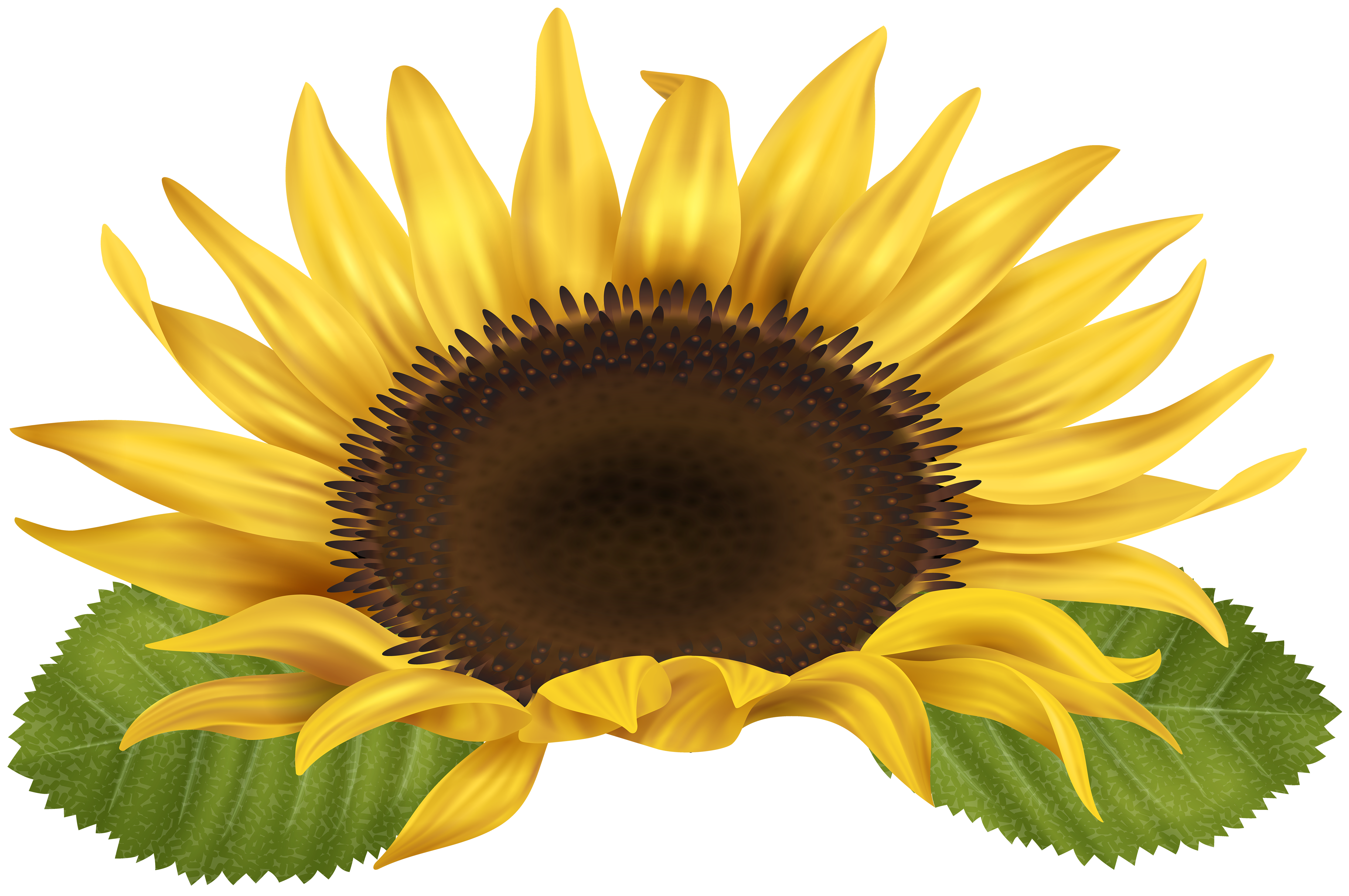 Sunflower Png Clip Art Image Gallery Yopriceville High