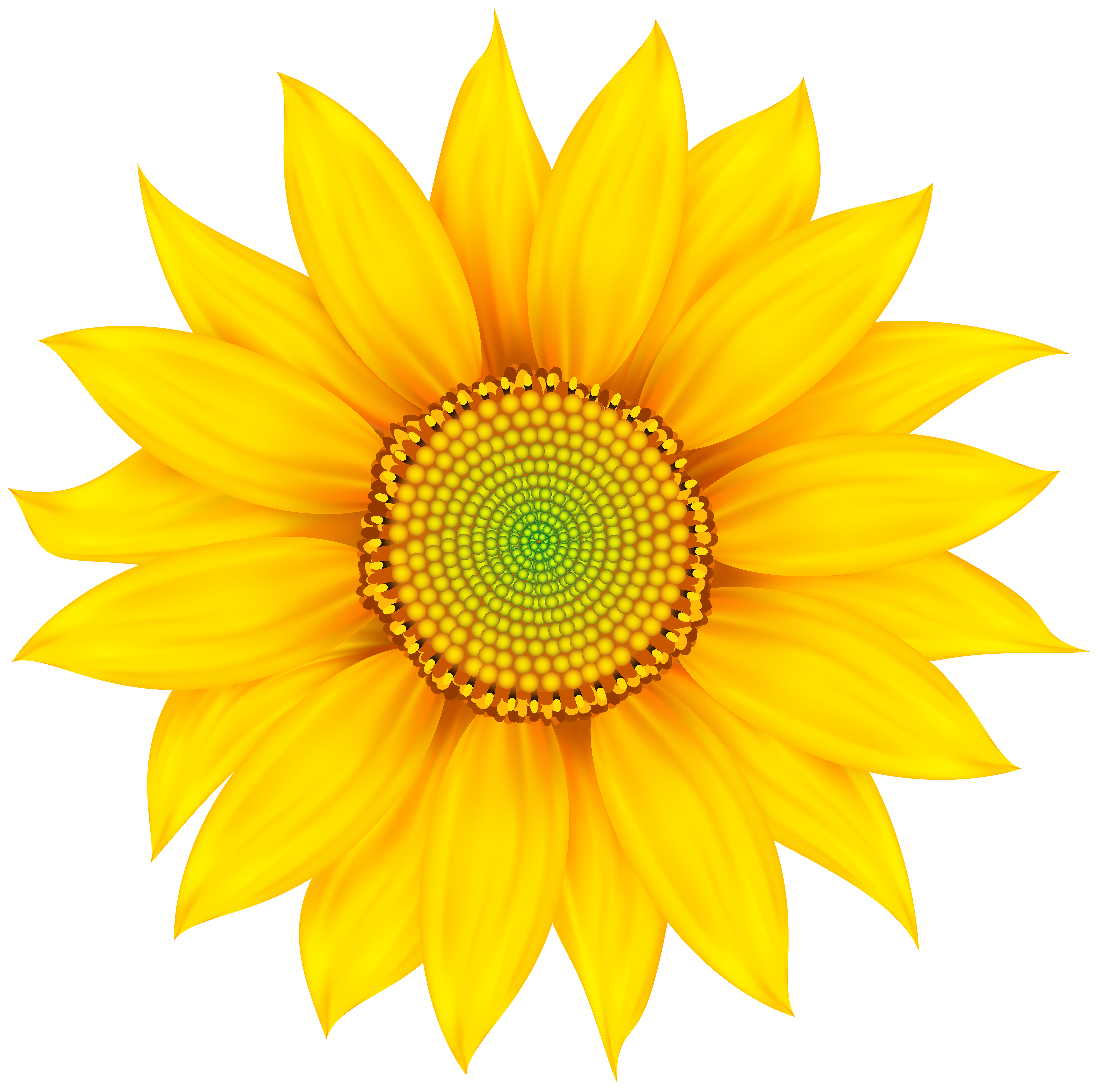 Free Free 258 Clipart Transparent Background Vector Png Sunflower SVG PNG EPS DXF File