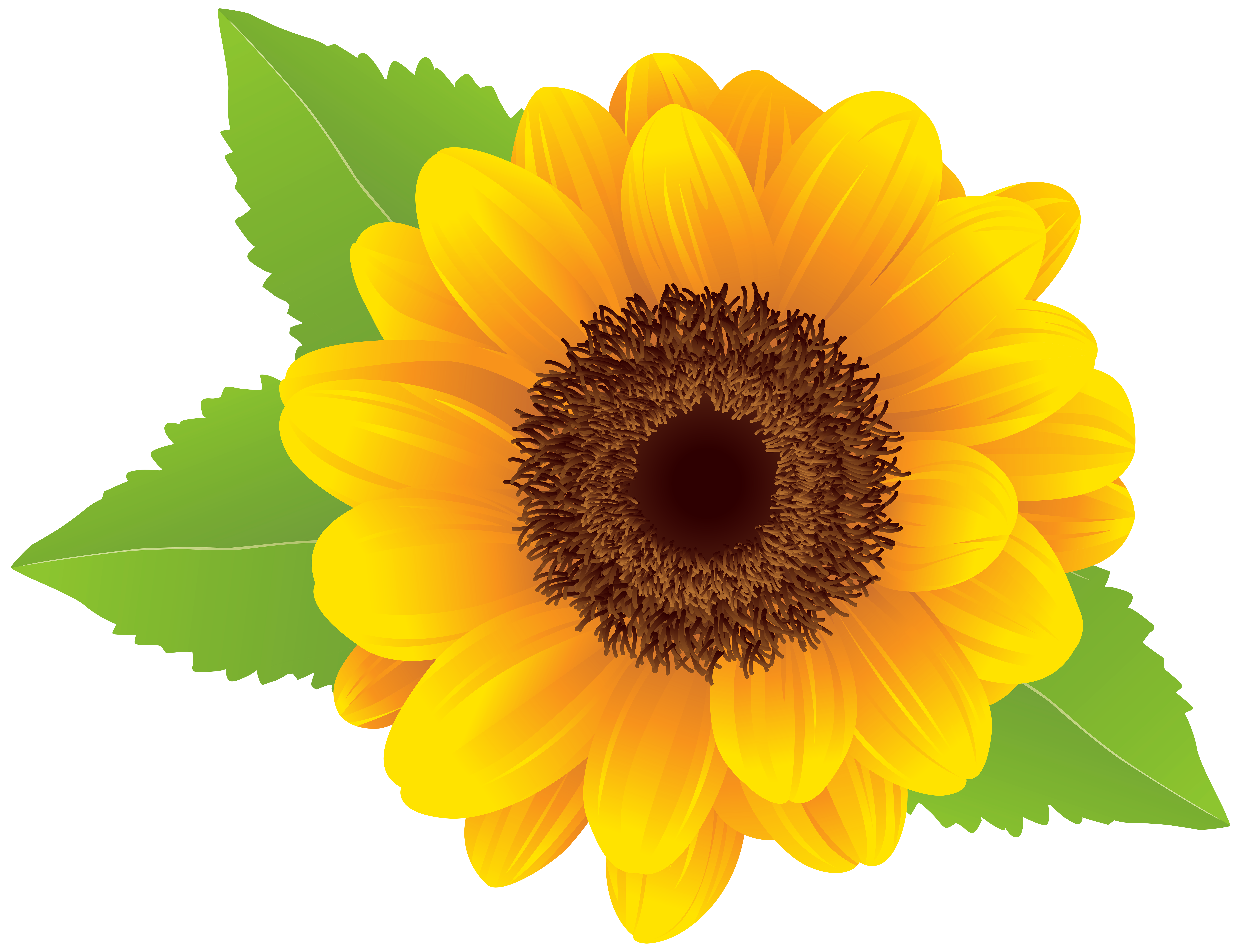 Sunflower PNG Clip Art Image | Gallery Yopriceville - High ...