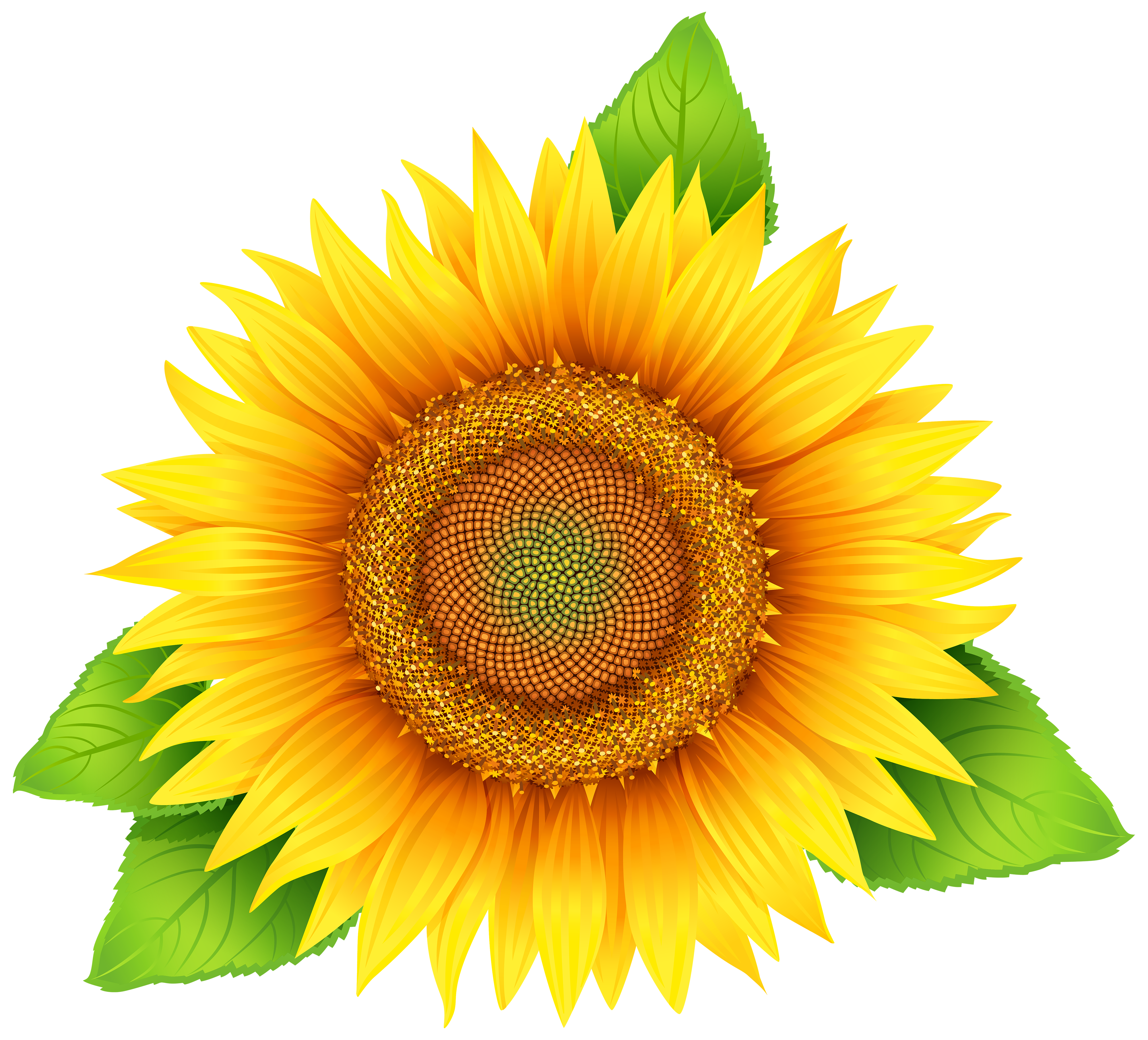 Sunflower PNG Clipart Image | Gallery Yopriceville - High ...
